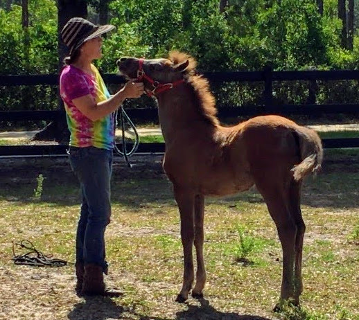 What kind of horse trainer am I?