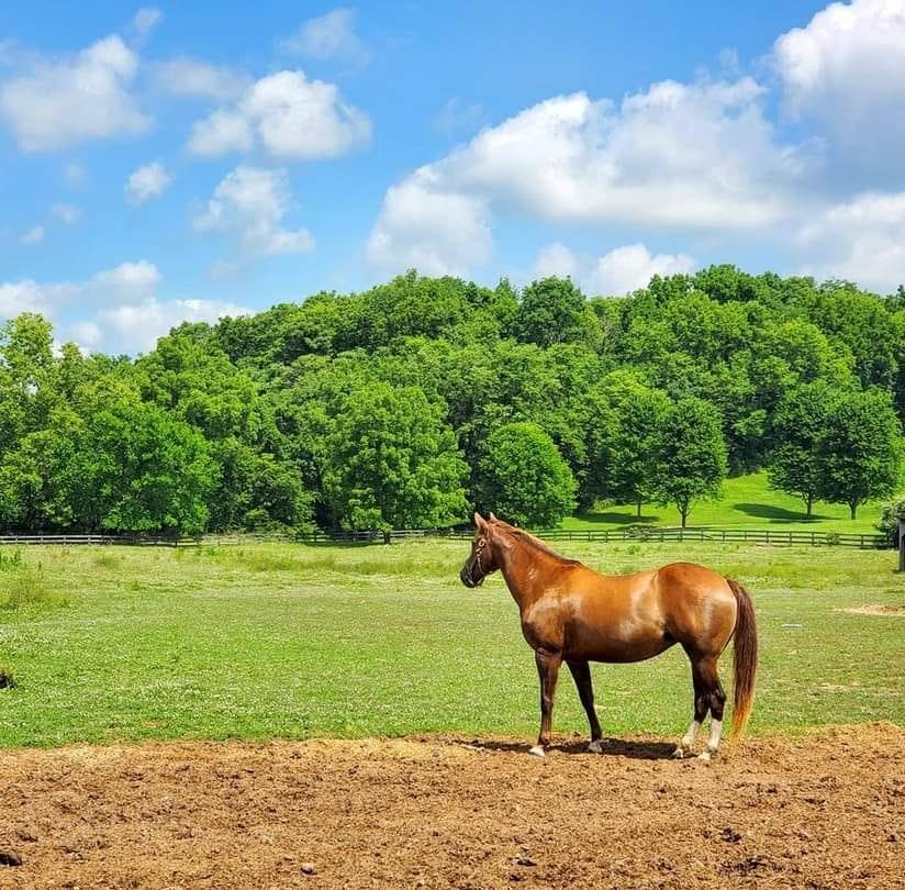 Sienna Rock Stables — photo 1