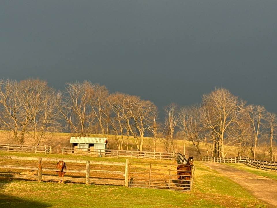 Sienna Rock Stables photo 2