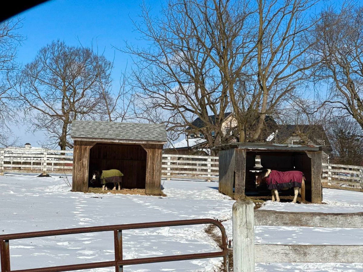 Sienna Rock Stables photo 5