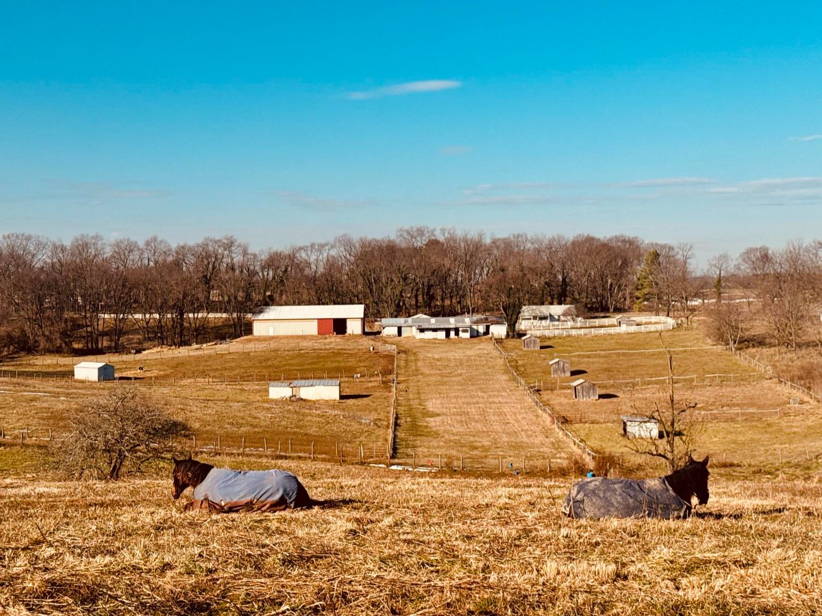 Sienna Rock Stables — photo 13
