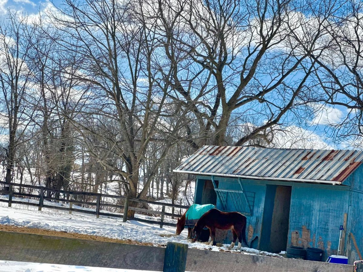 Sienna Rock Stables — photo 18