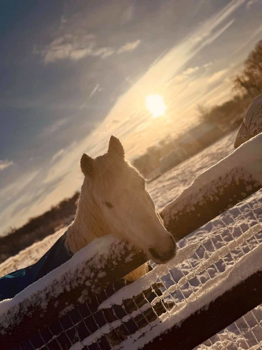Sienna Rock Stables — photo 39