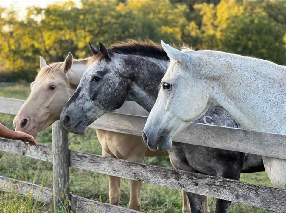 Sienna Rock Stables — photo 44