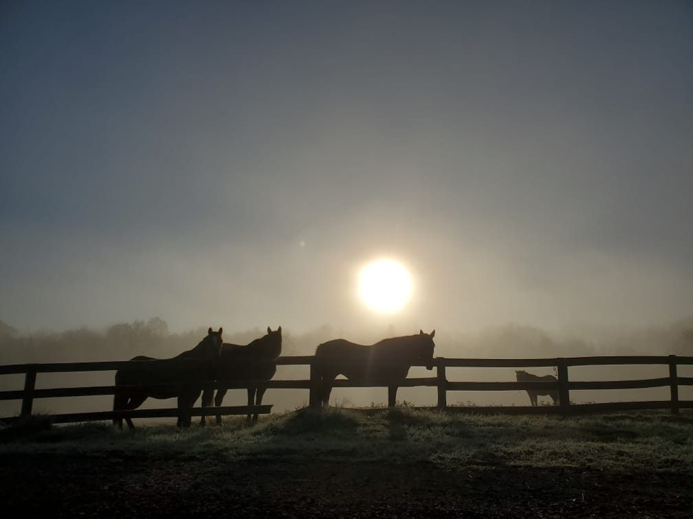 Sienna Rock Stables — photo 48