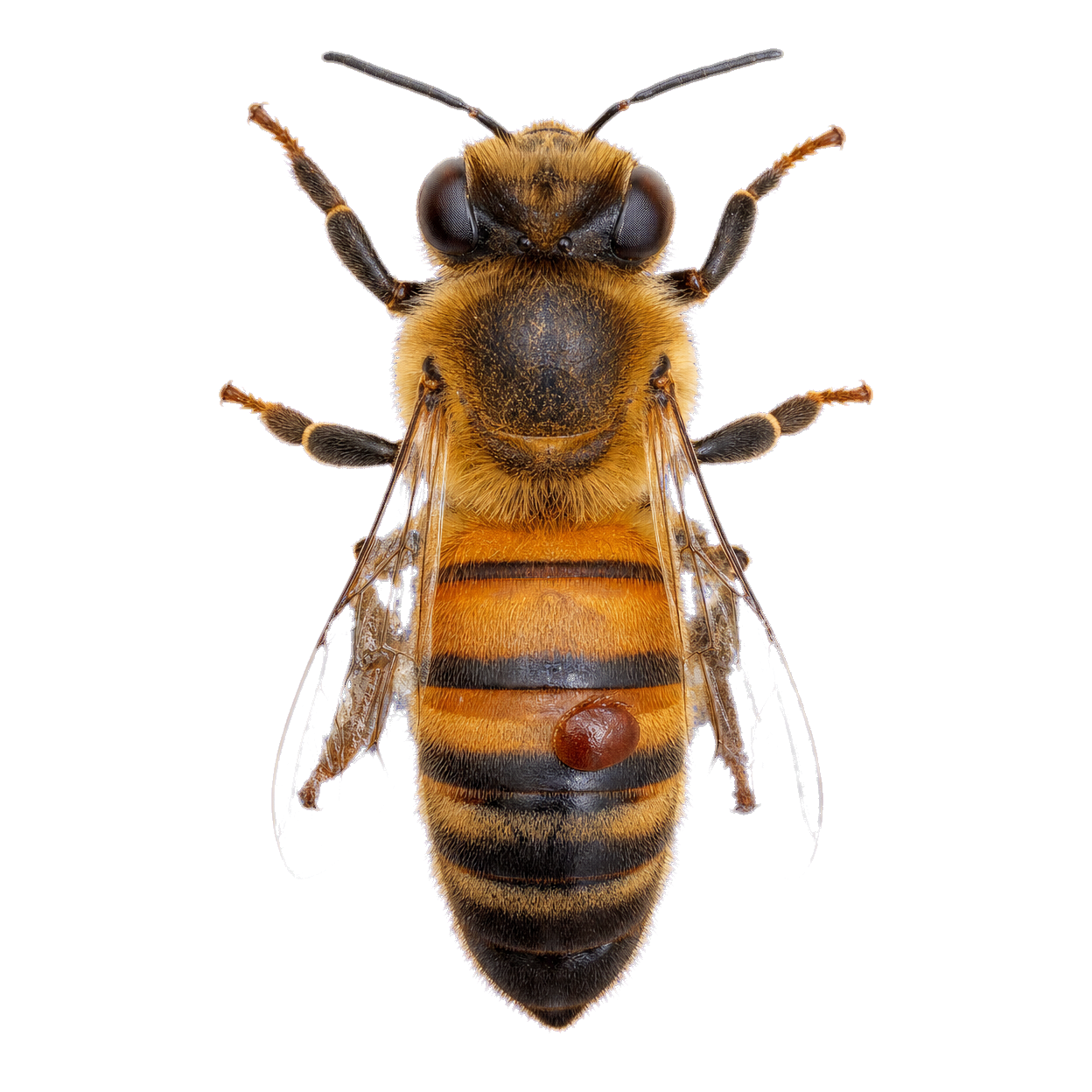 Diseases & Pests