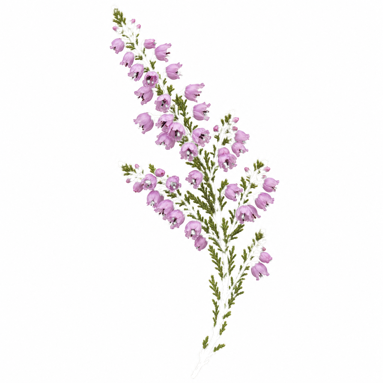 Flora & Fauna