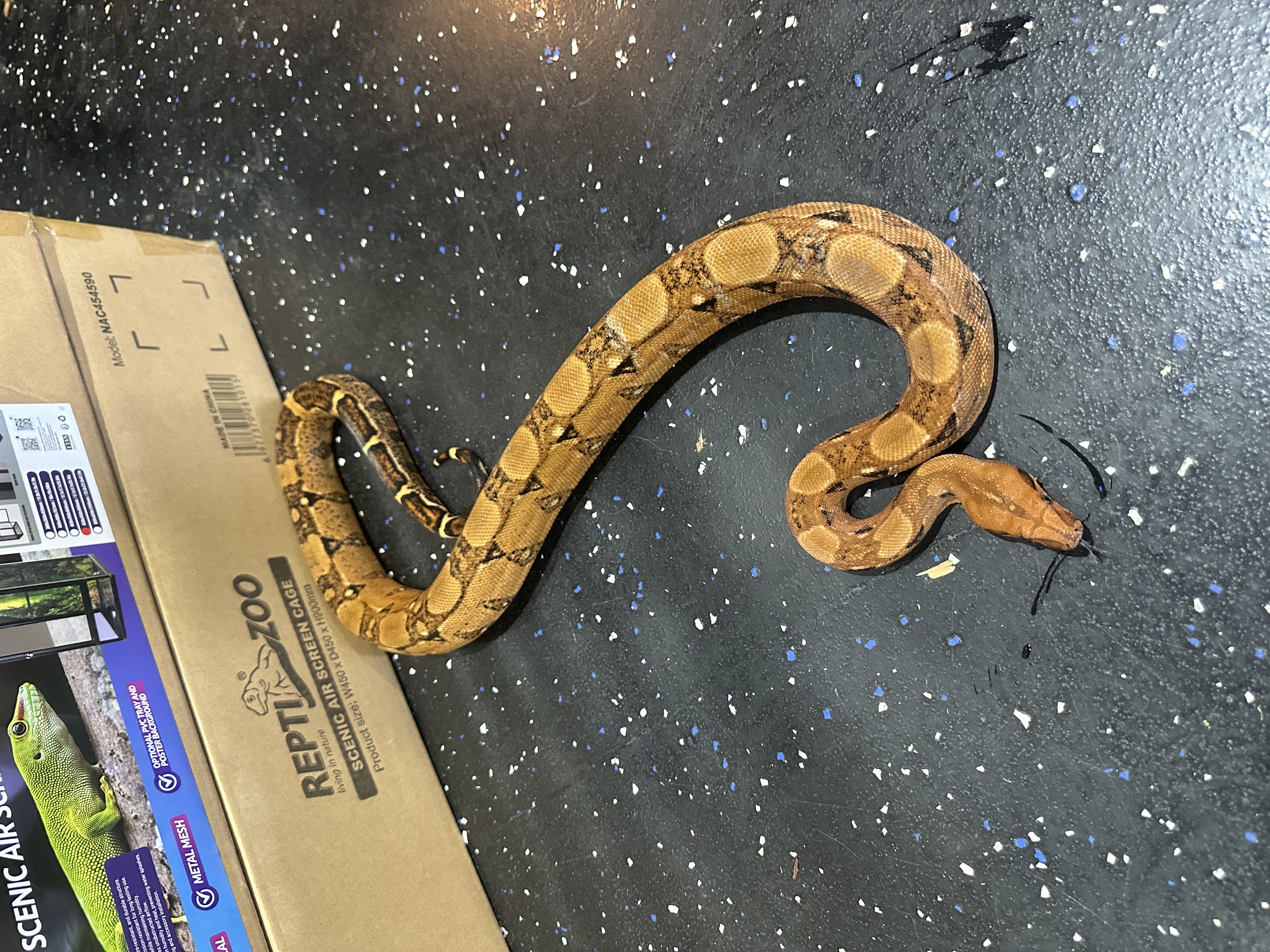 Blood Boa POS HET CA T+/Kahl