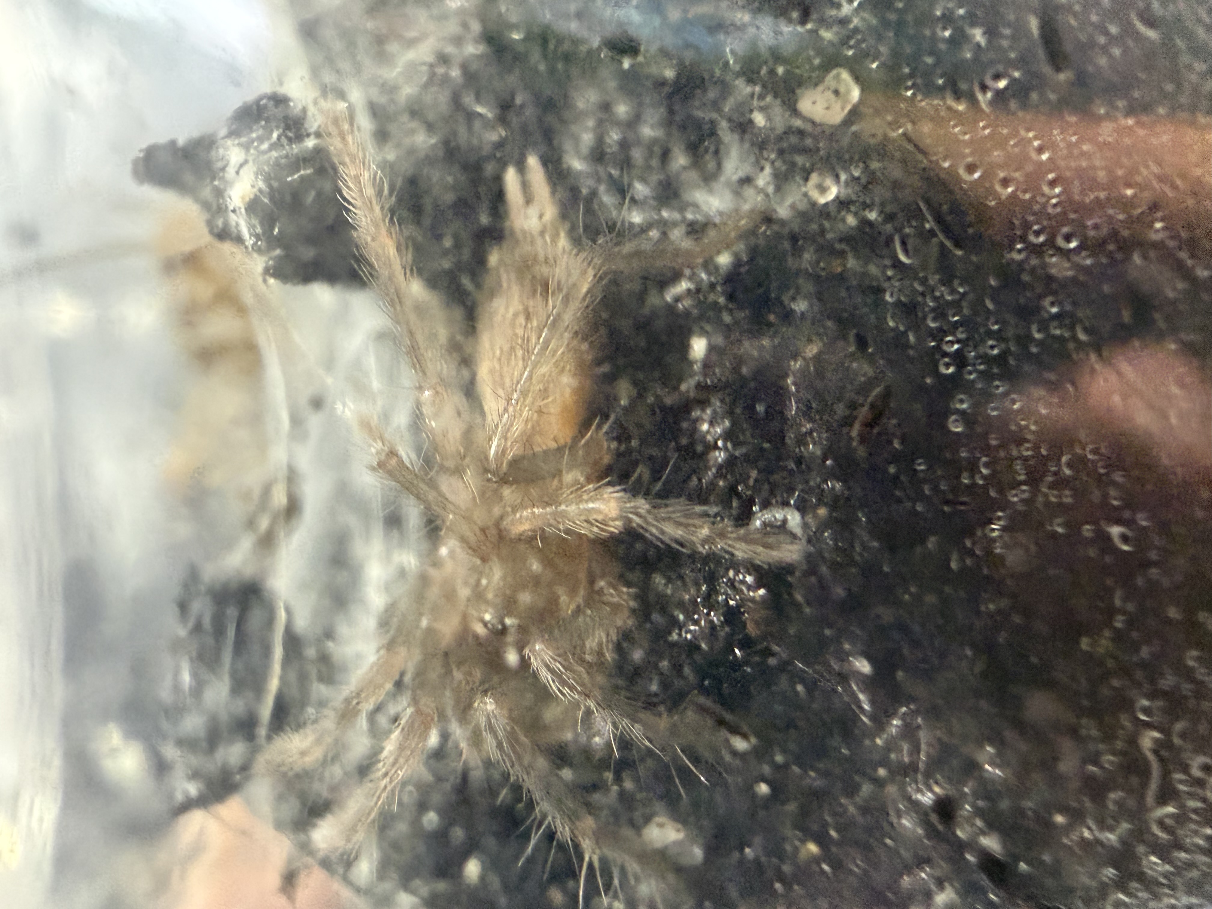 Neon Blue Leg tarantula