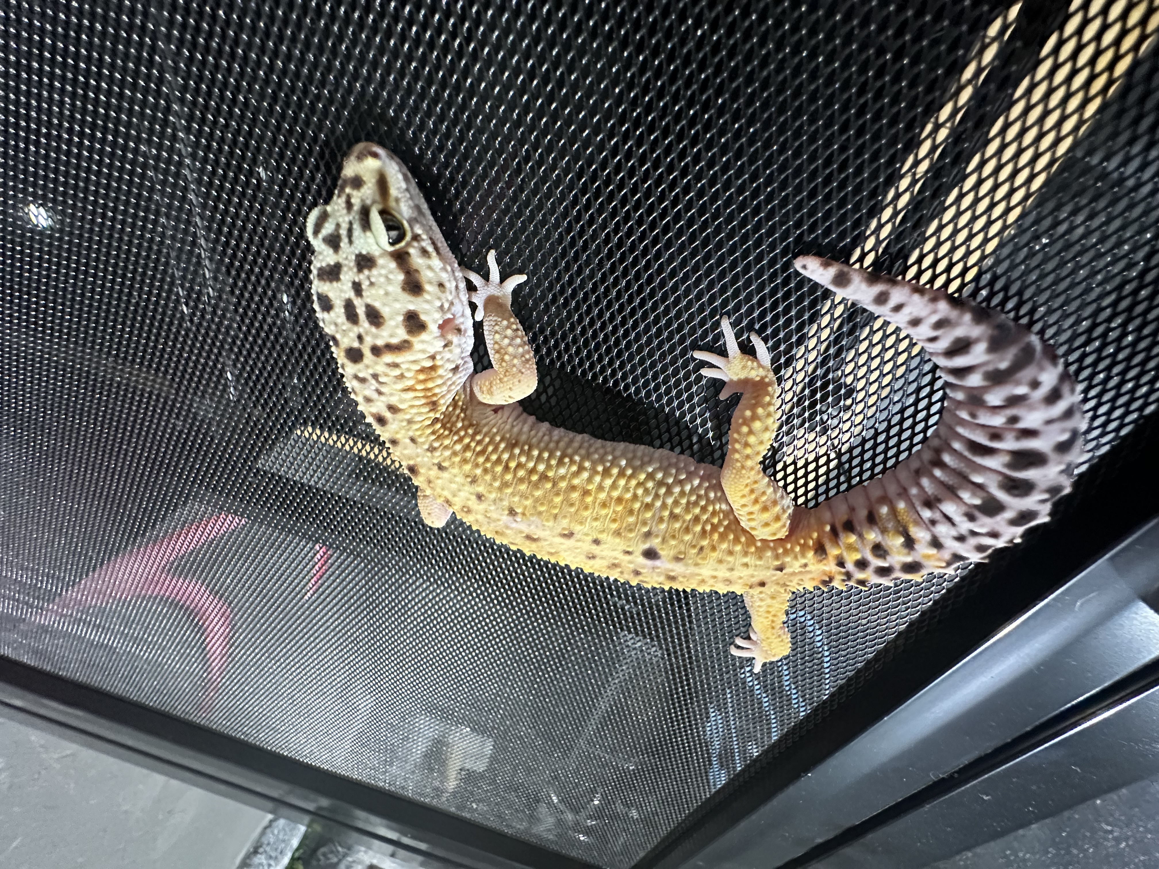 Hypo Tangerine Leopard Gecko