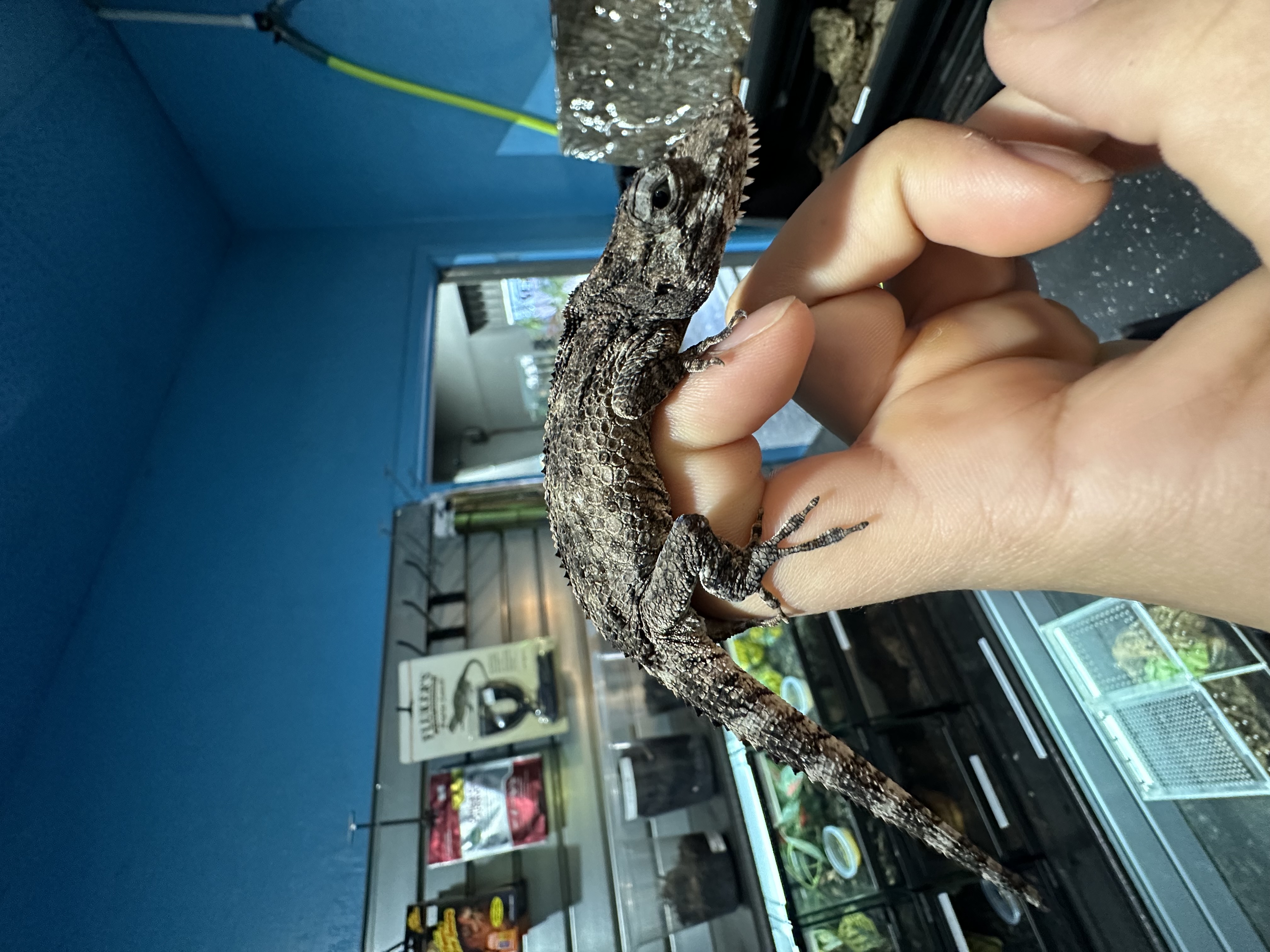 Baby Cuban False Chameleon