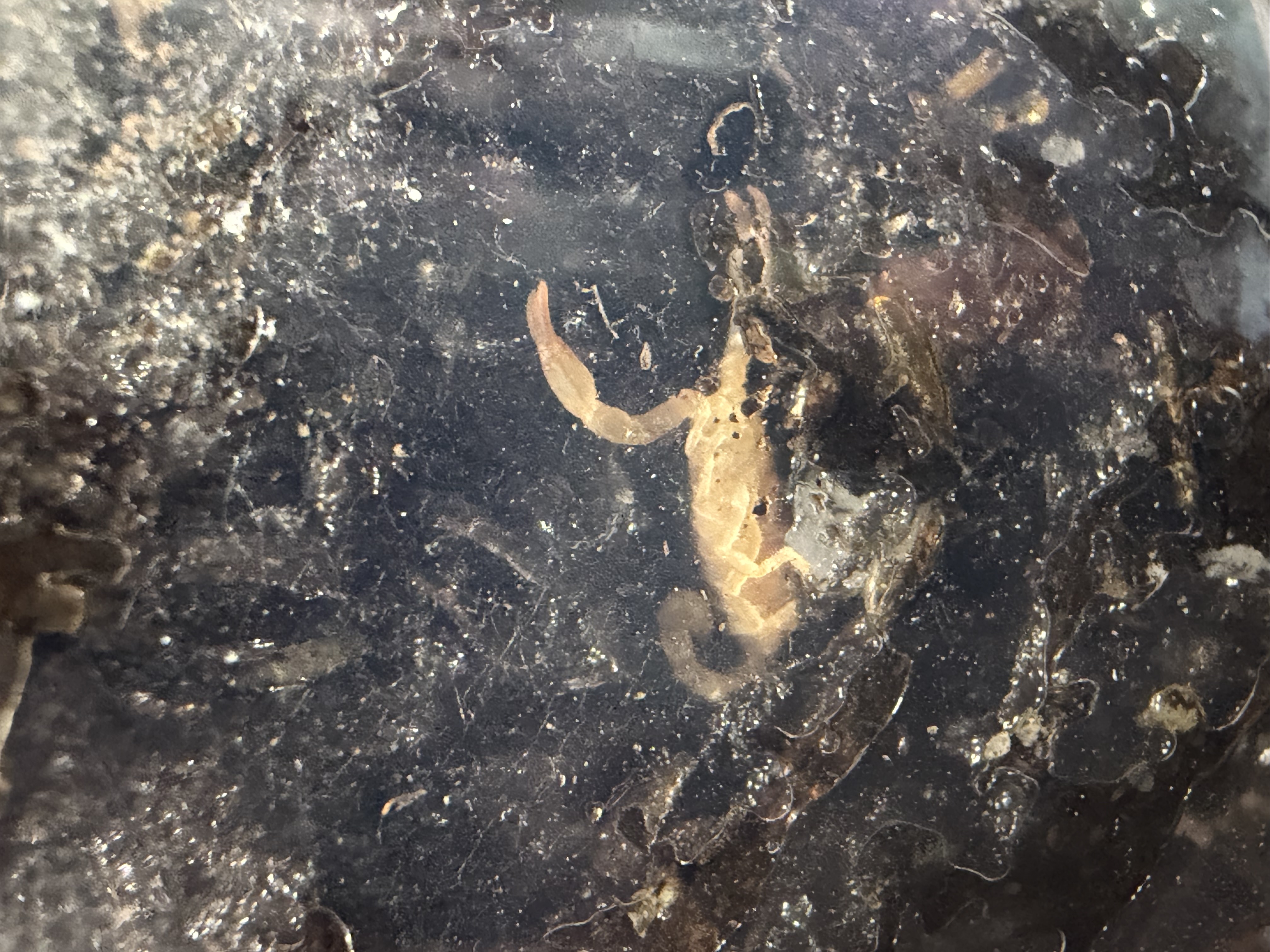 Flat Rock Scorpion