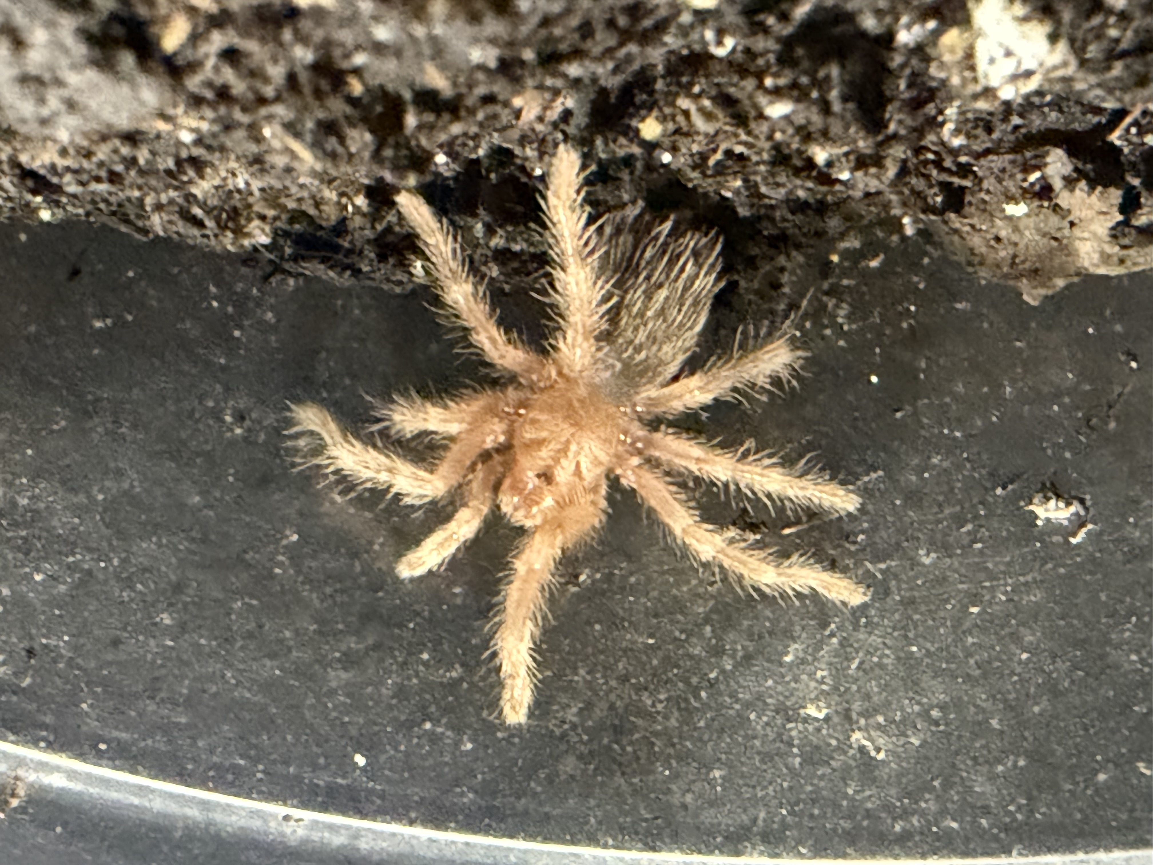 Rose Hair Tarantula