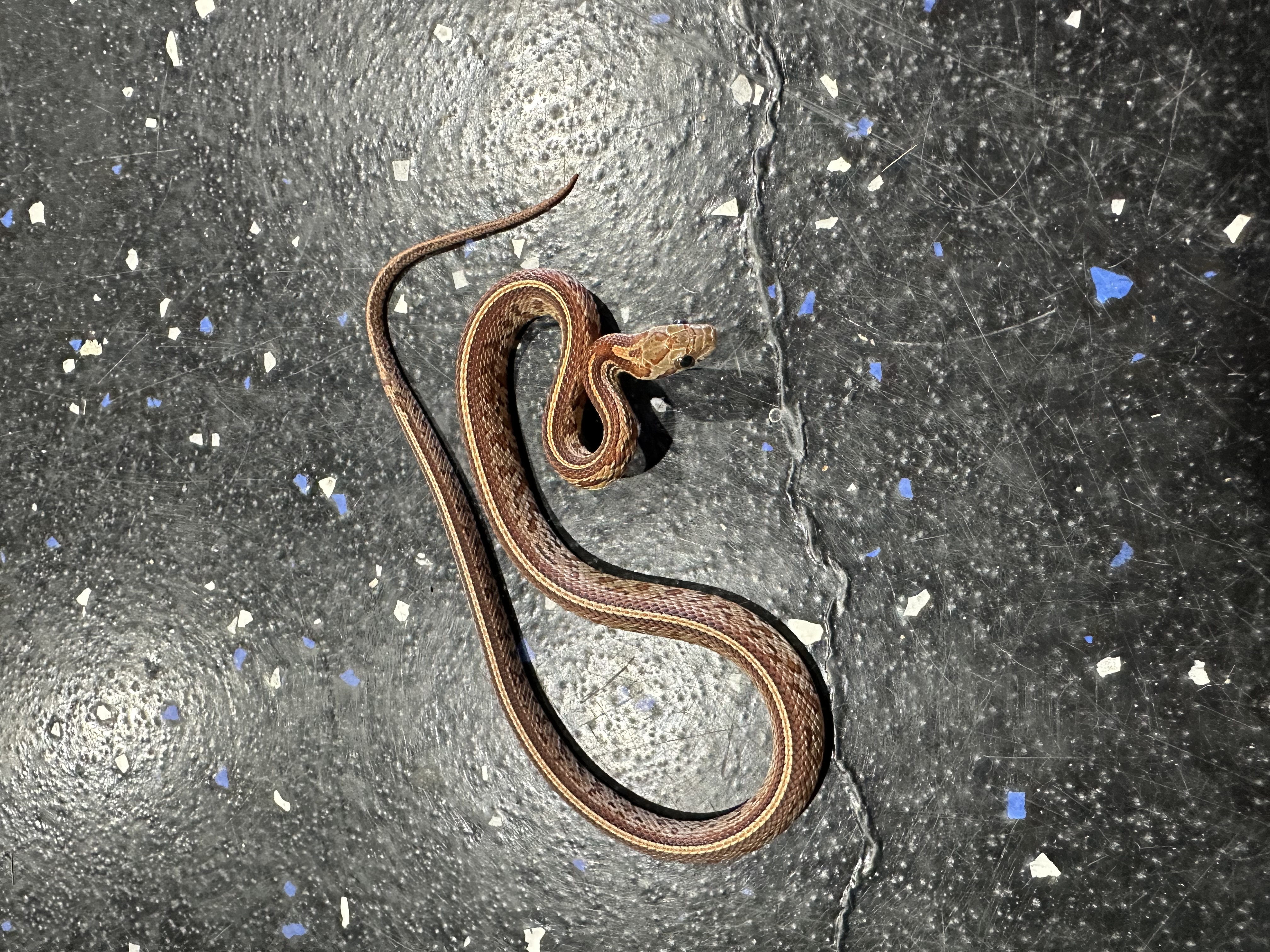 Corn Snake No White Pied Het Snow