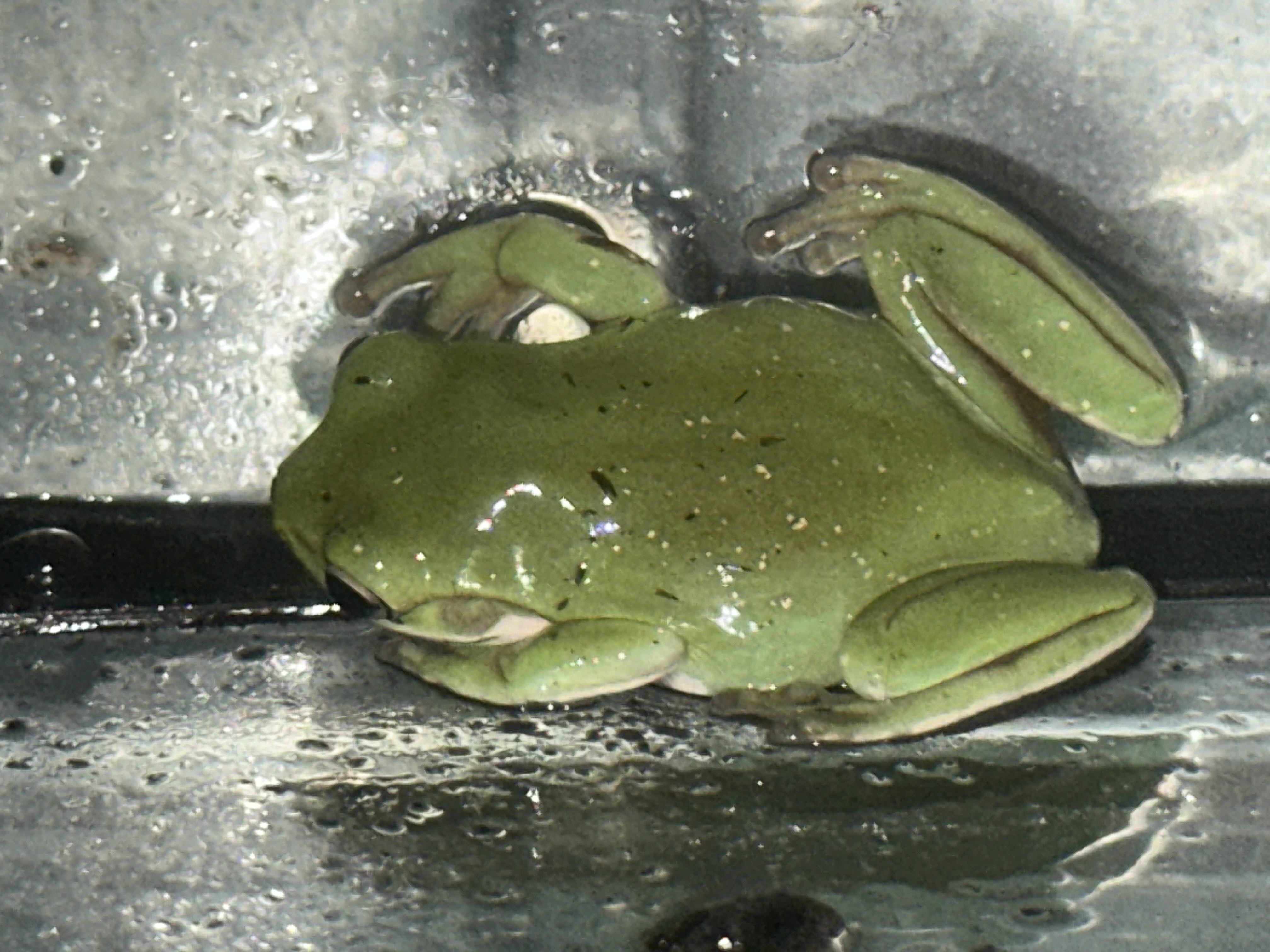 Whites Tree Frog