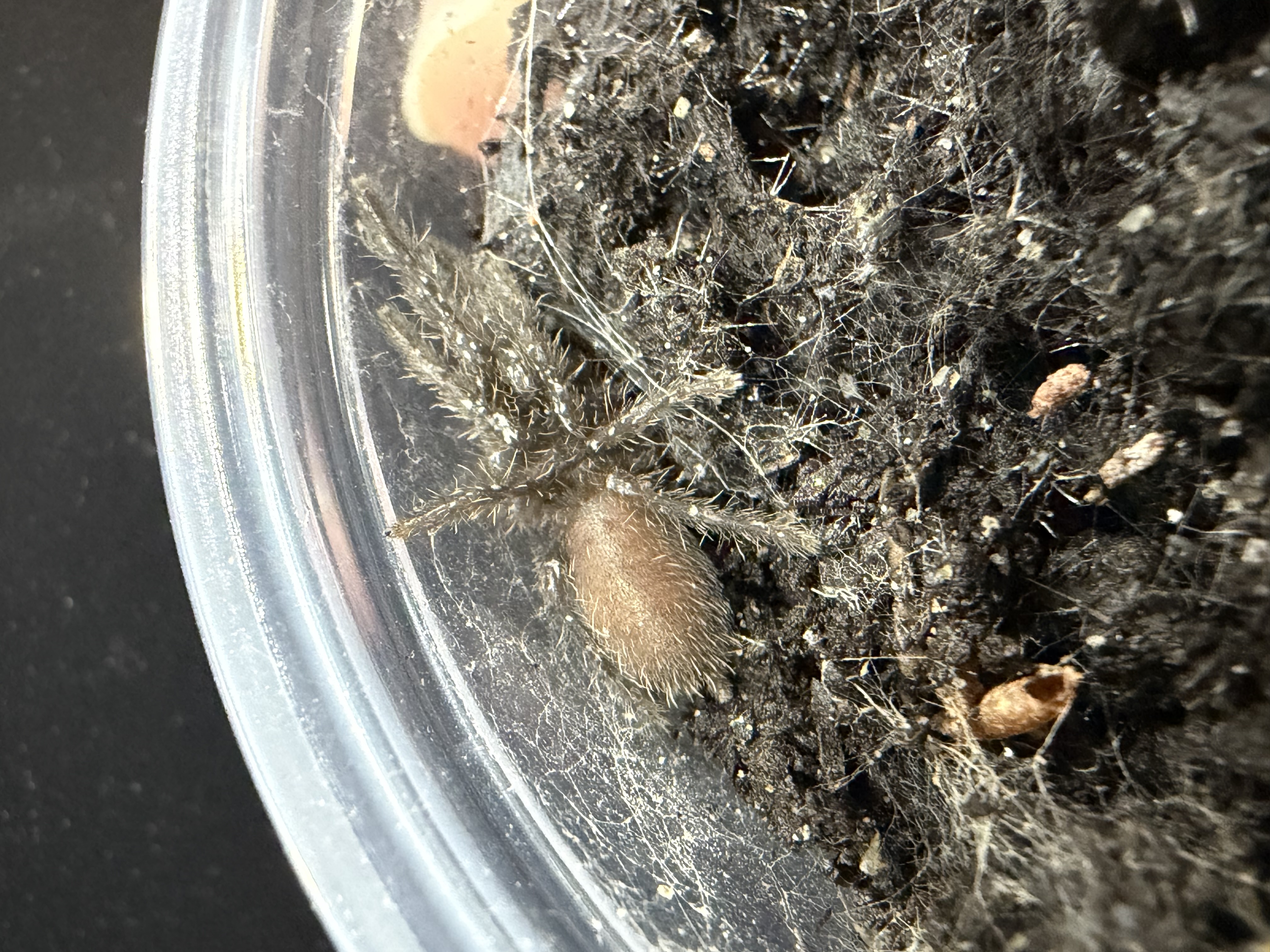 Electric Blue Tarantula