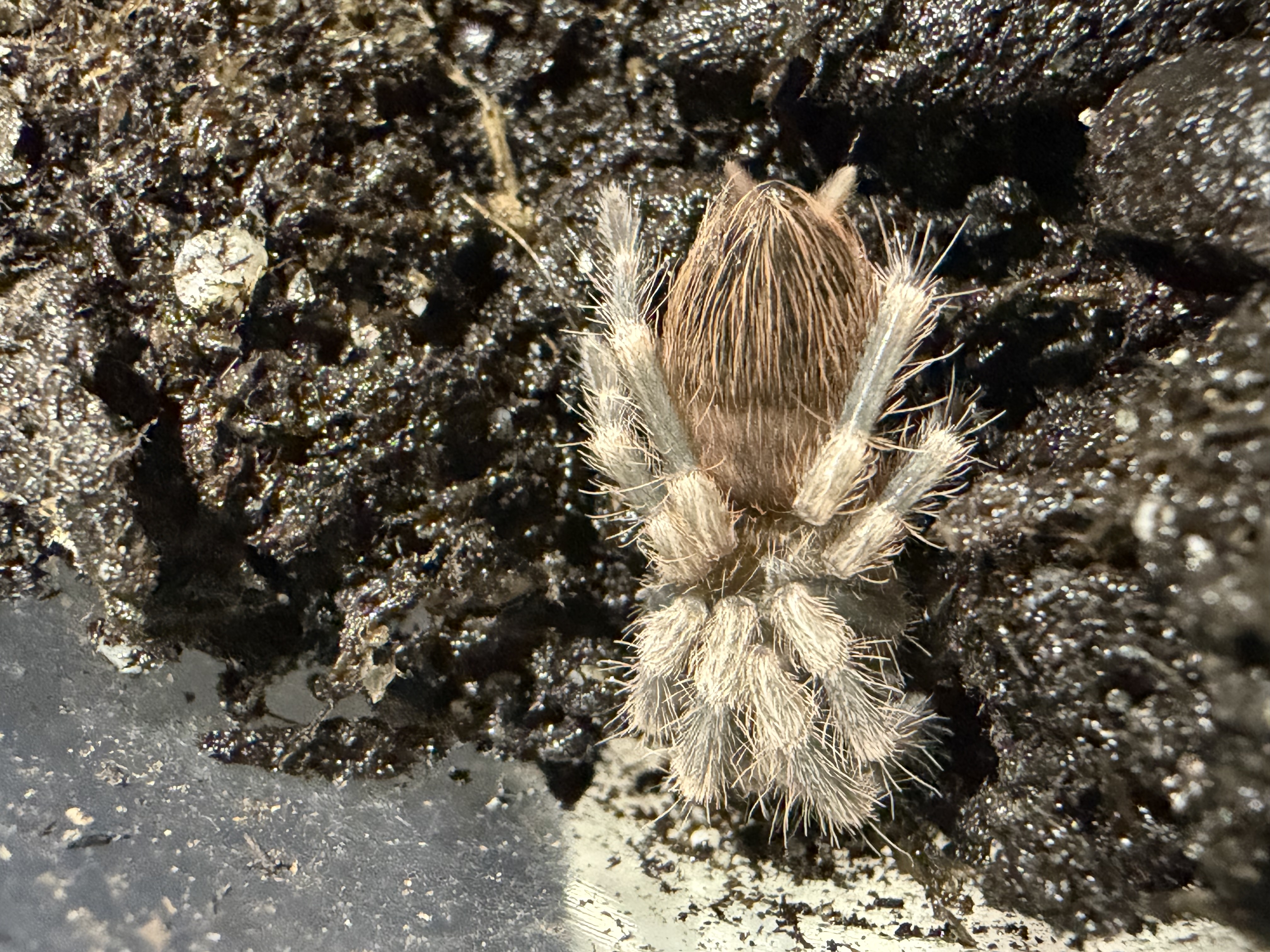 Brazilian Red and White Tarantula