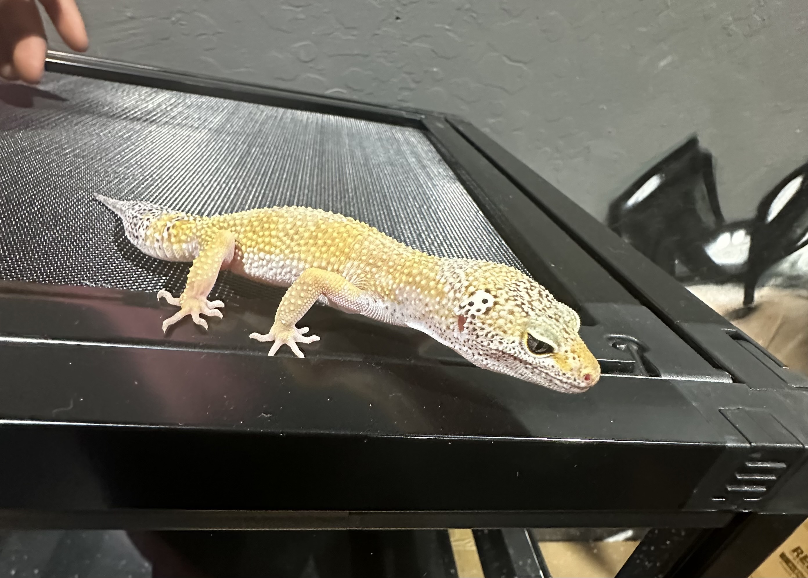 Adult Leopard Gecko
