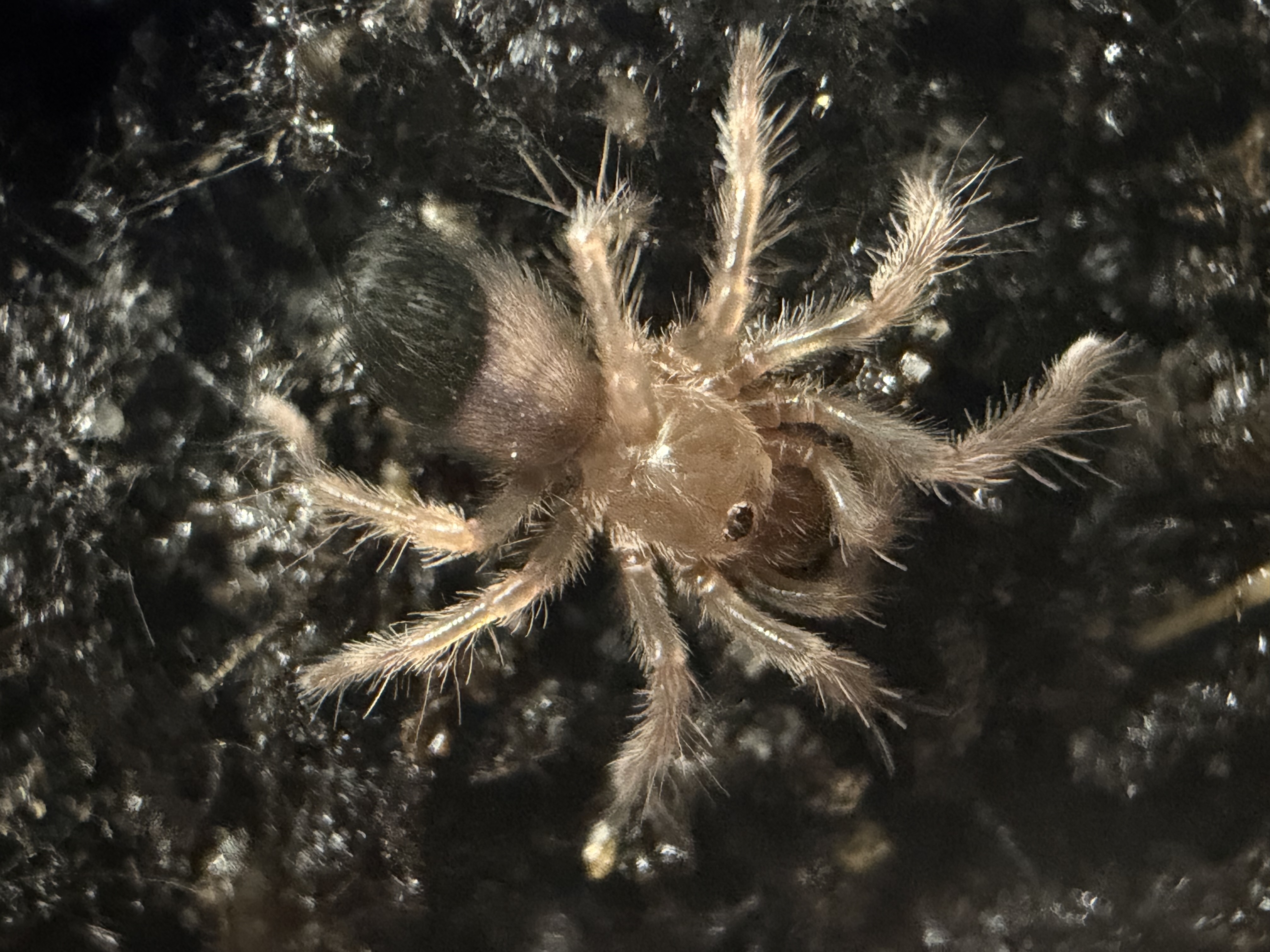 Mexican Fireleg Tarantula