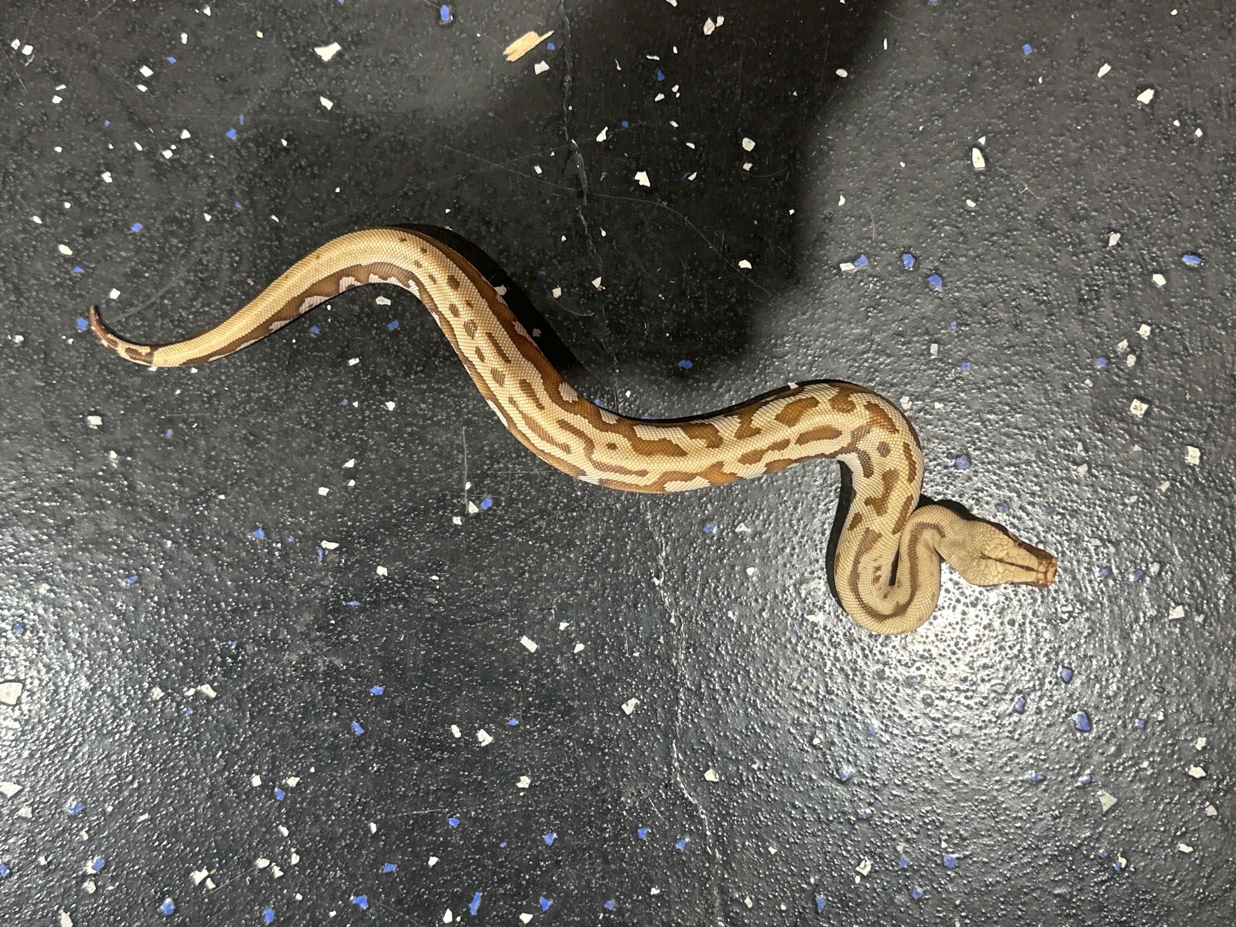 TPOS Albino Goldeneye Blood Python