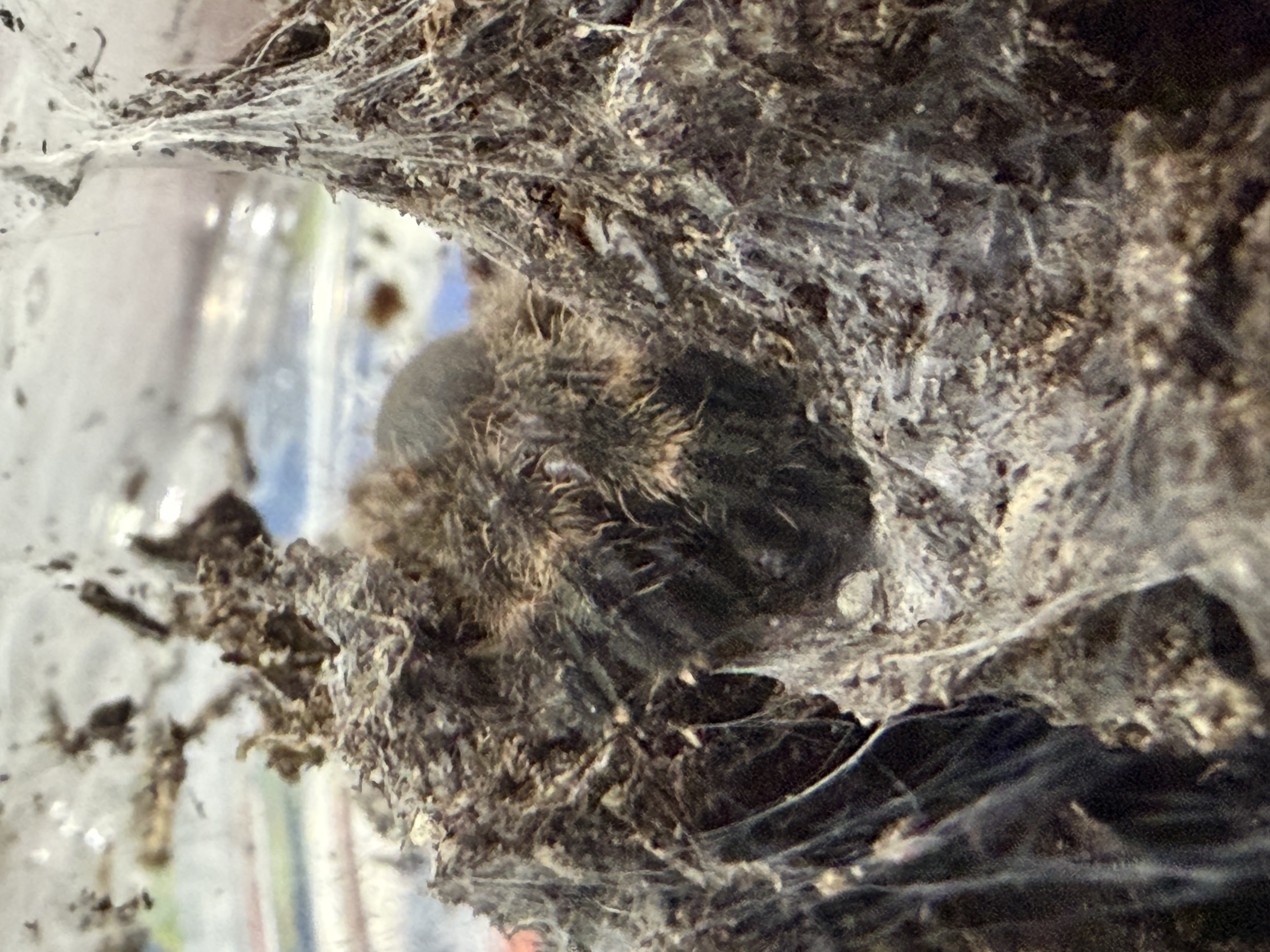 Darth Maul Tarantula