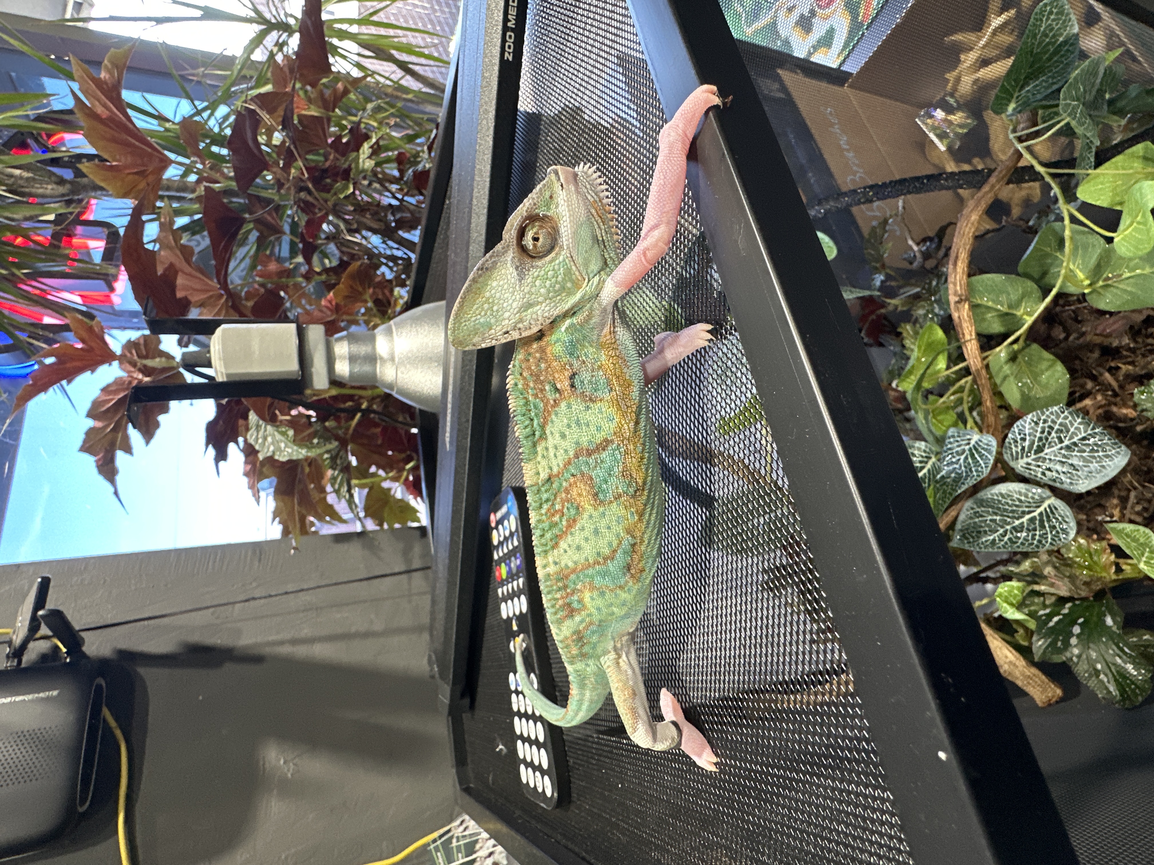 Pied Veiled Chameleon