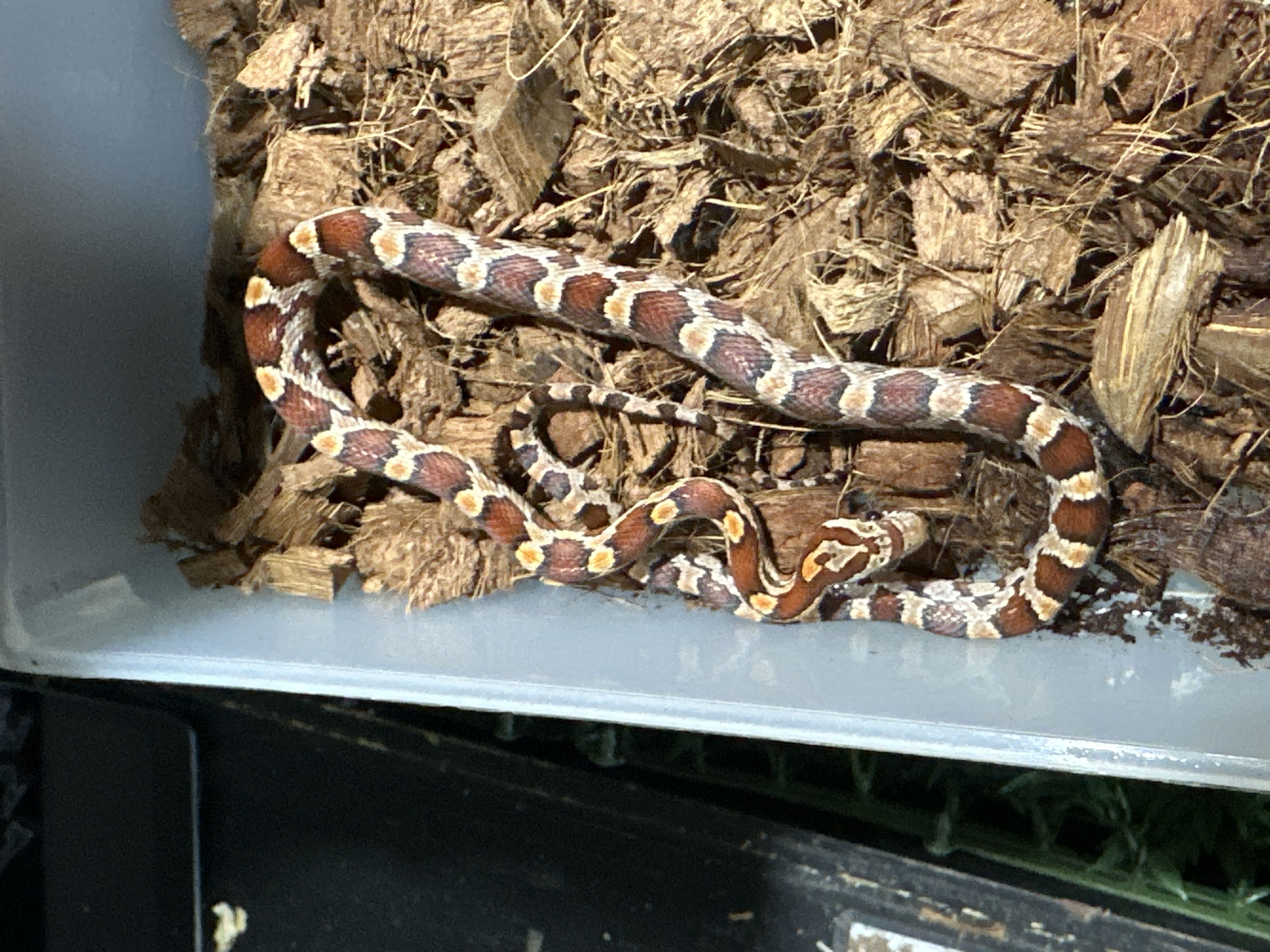 Corn Snake Multihet: Bloodred,Amel,Anery