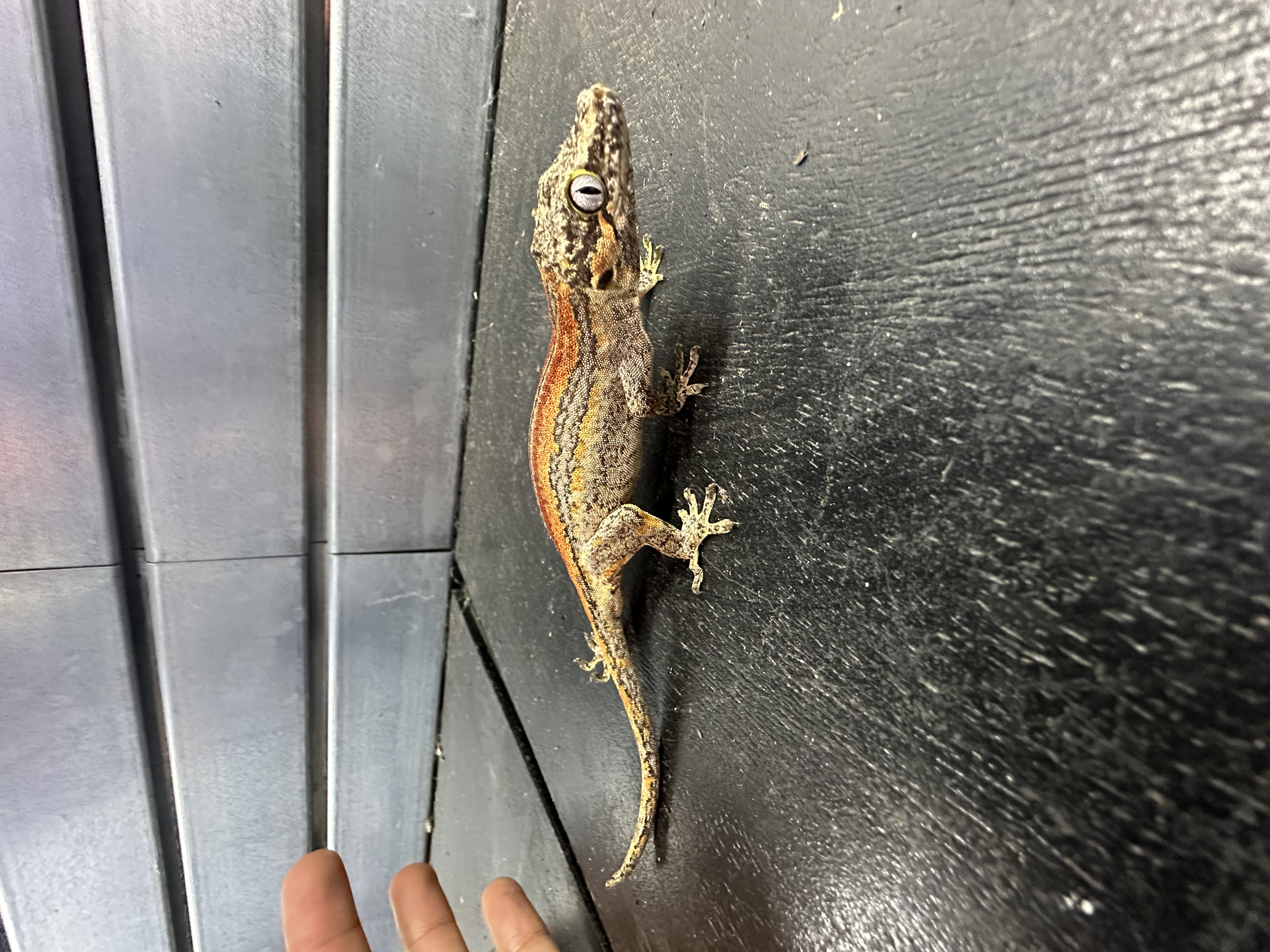Red Striped Gargoyle Gecko