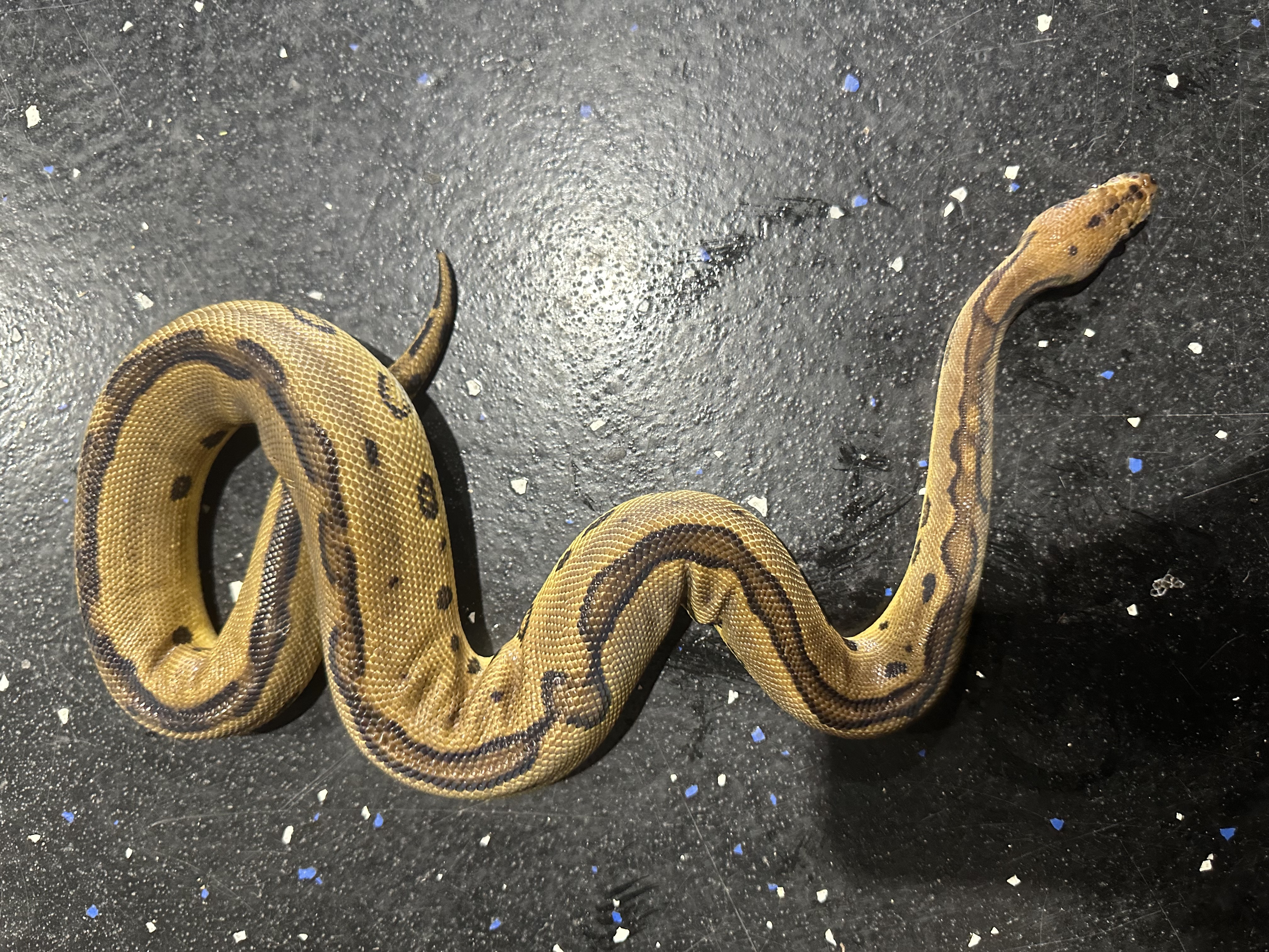 Leopard Clown Ball Python