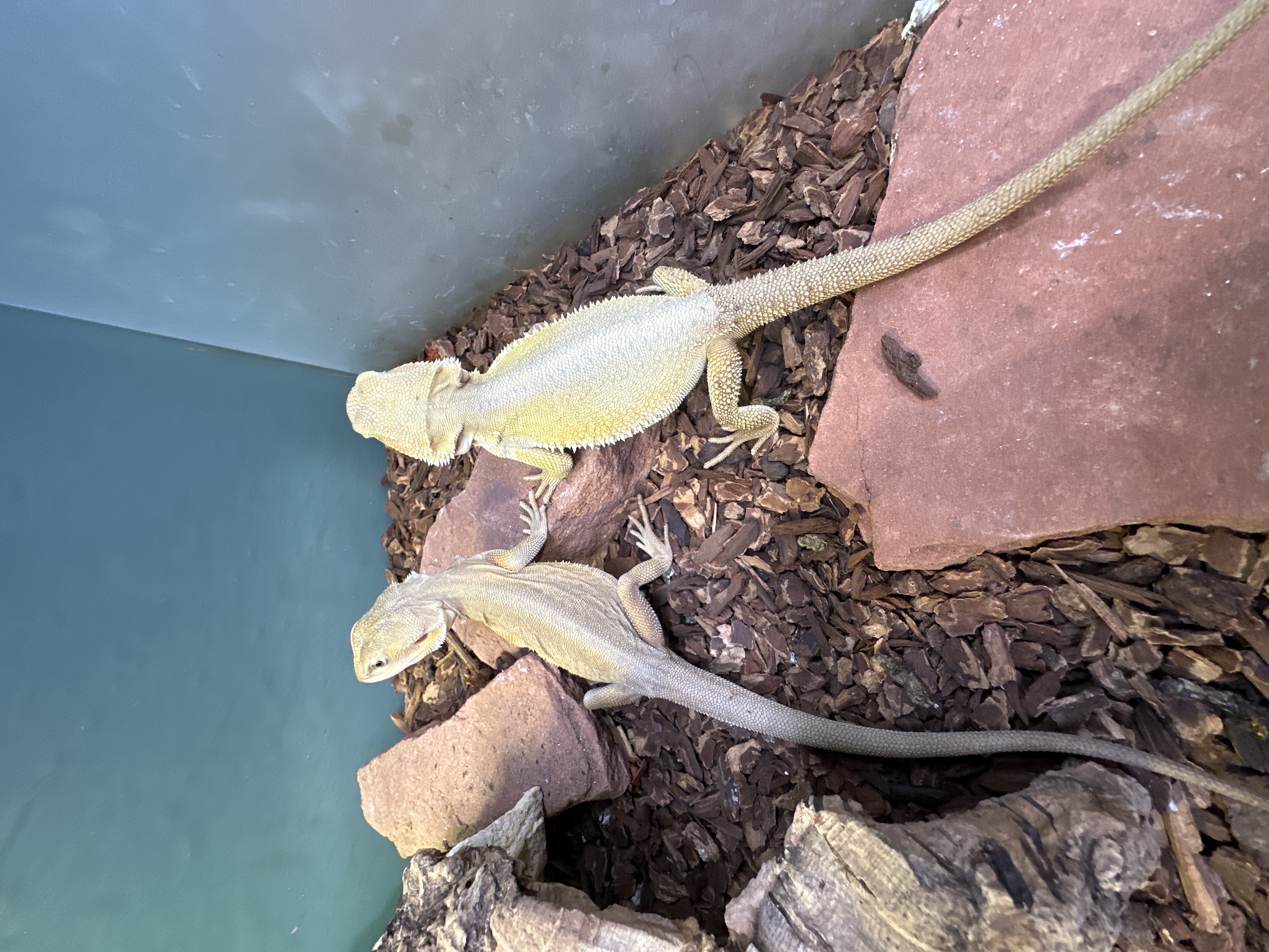 Witblits Bearded Dragon