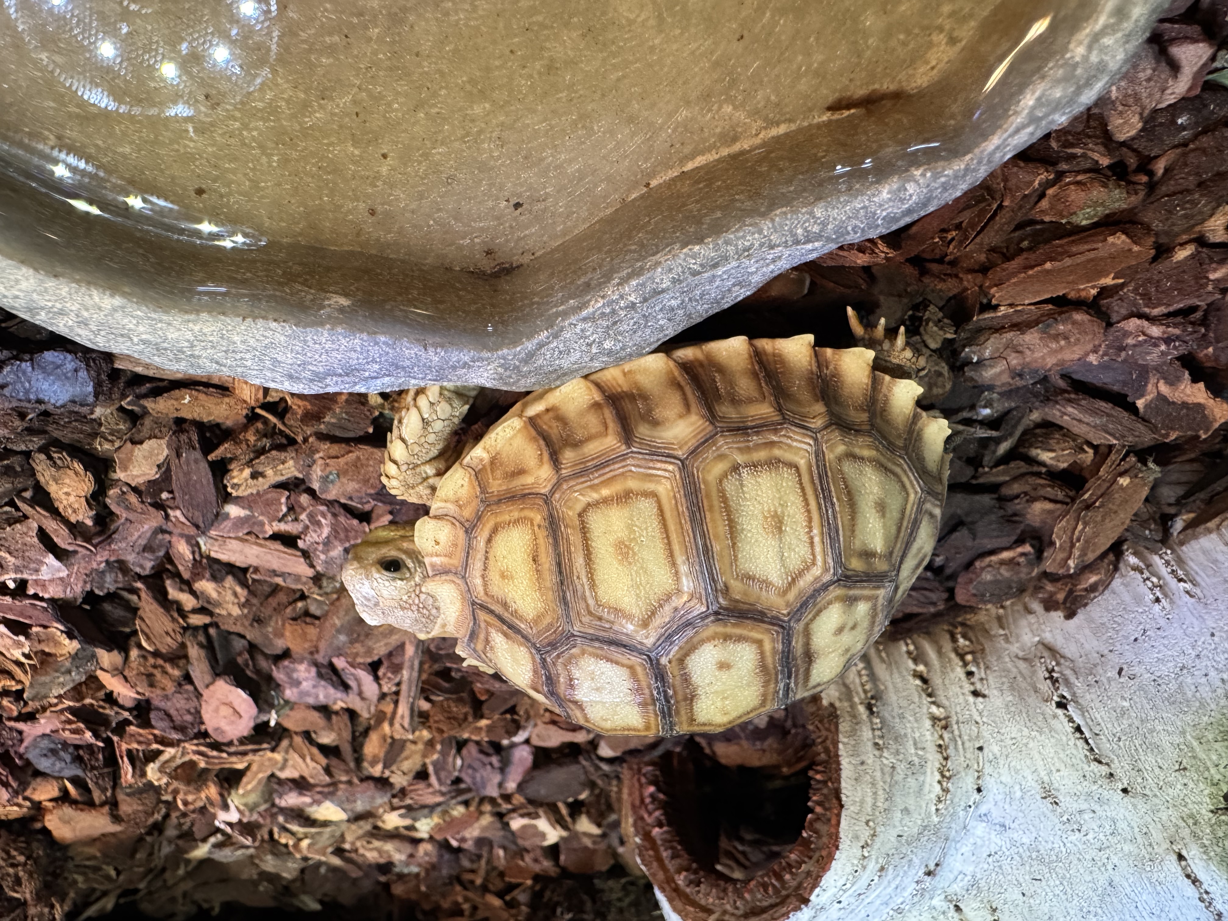 Sulcata Tortoise
