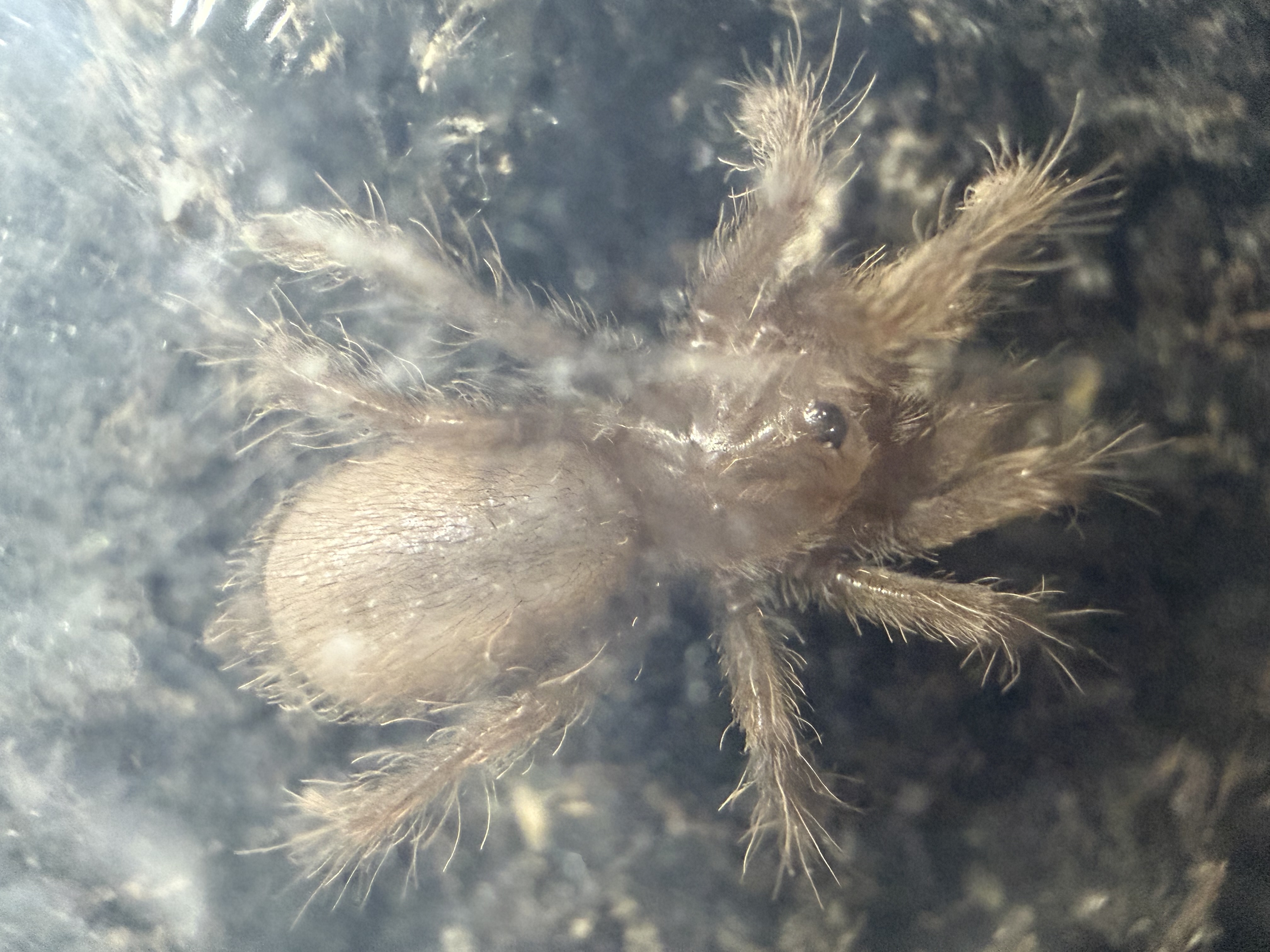 King Baboon Tarantula