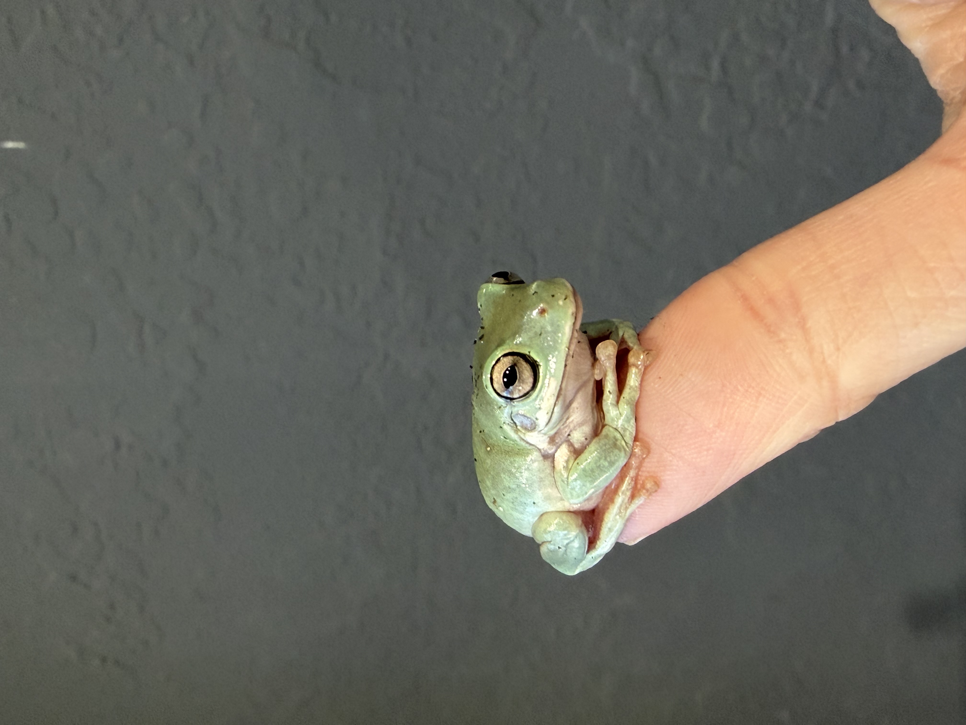 White’s Tree Frog