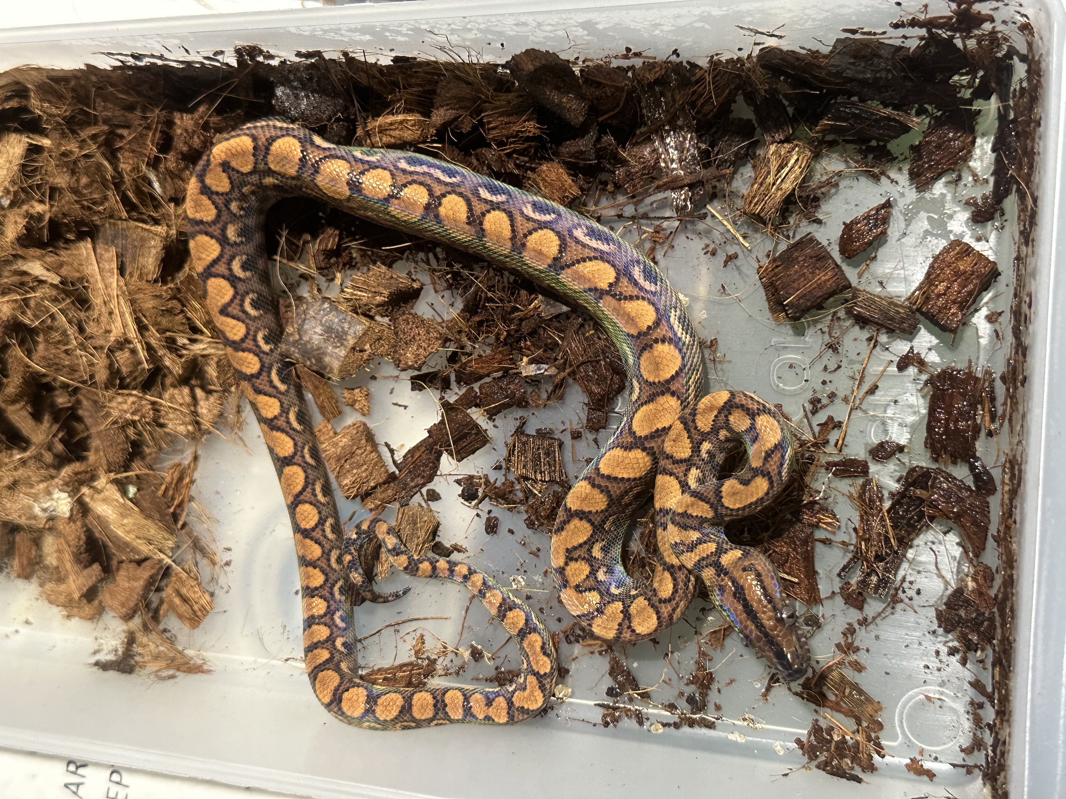 Brazilian Rainbow Boa