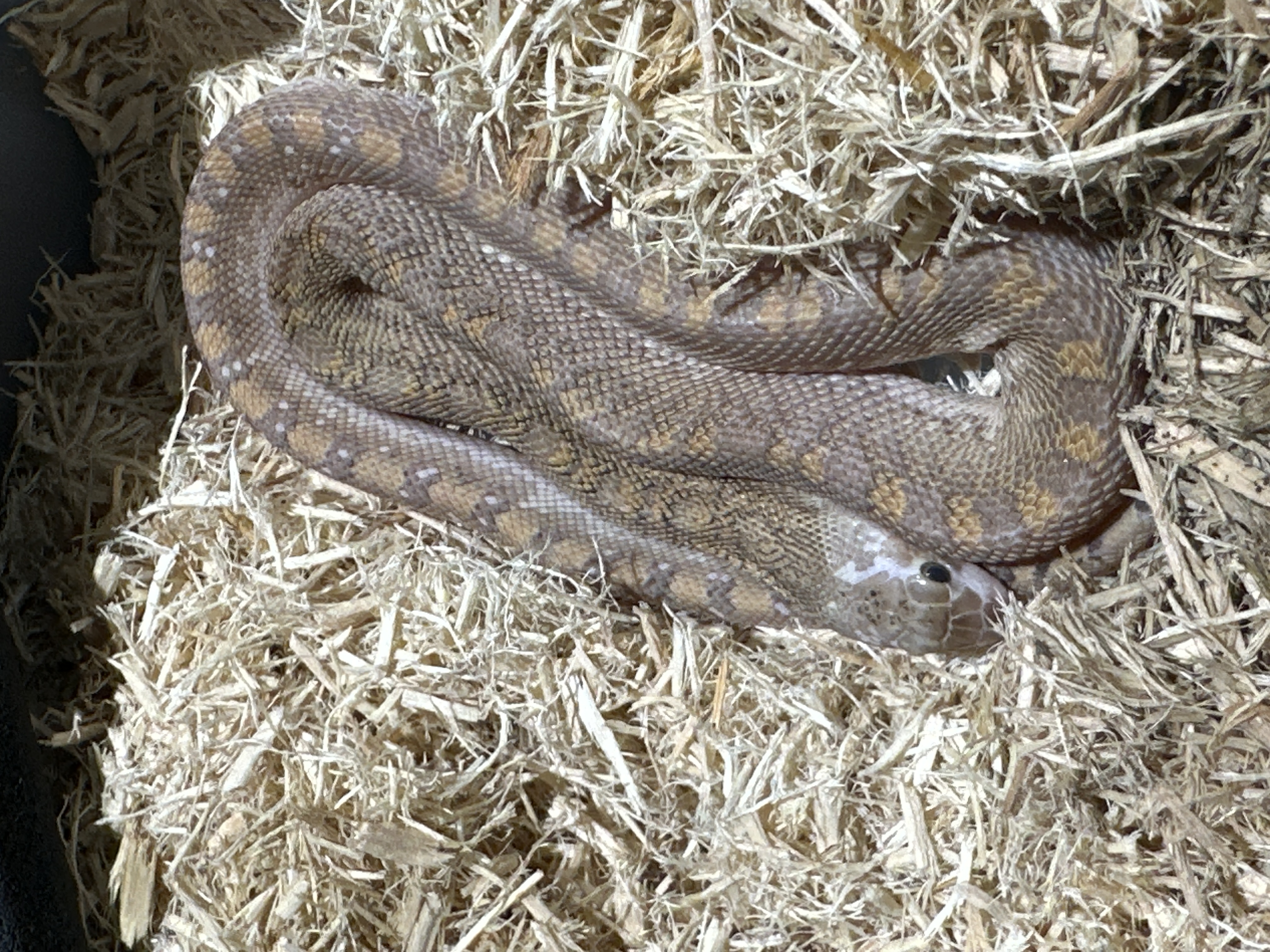 White Side Bull Snake