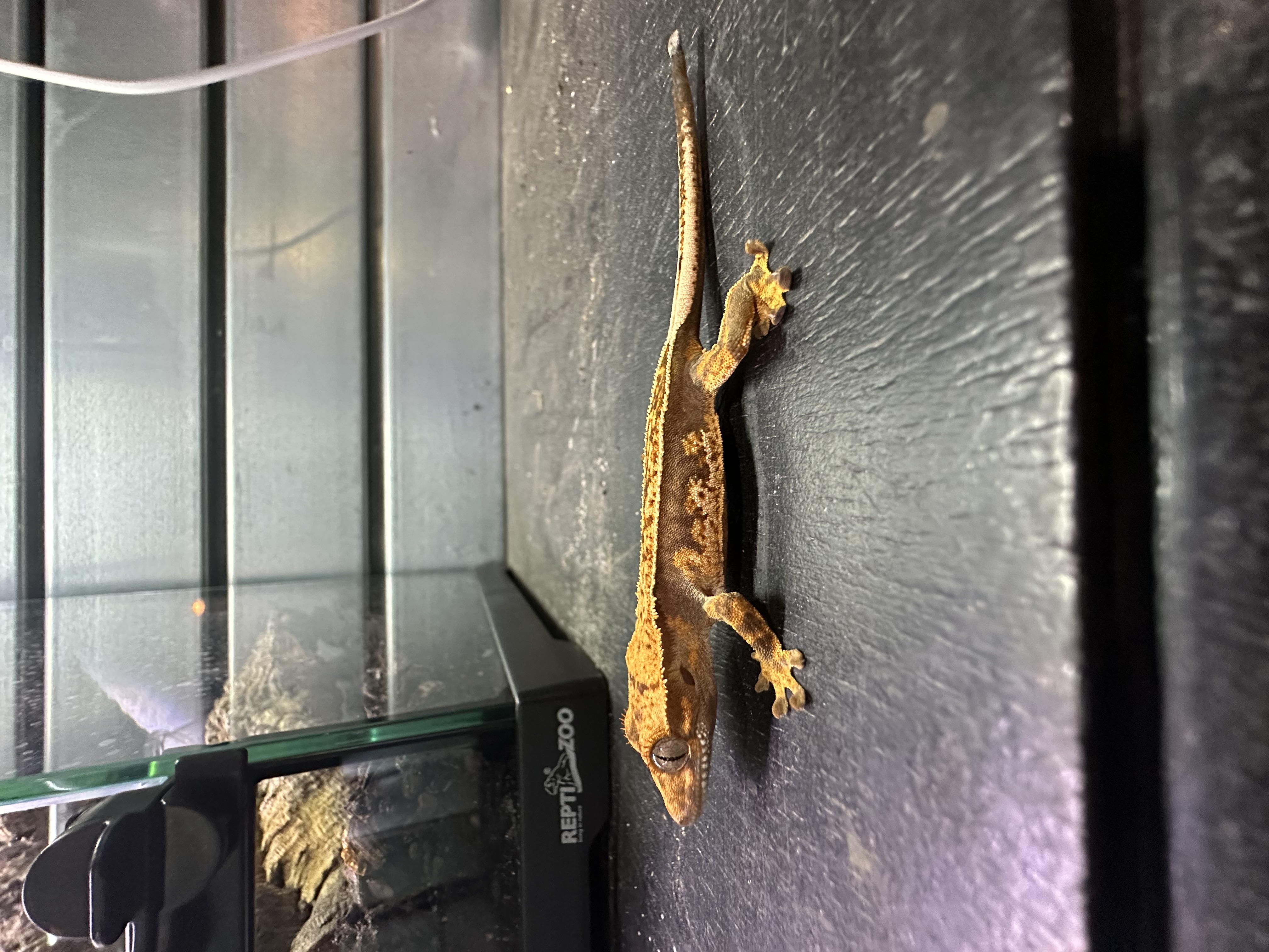 Crested Gecko