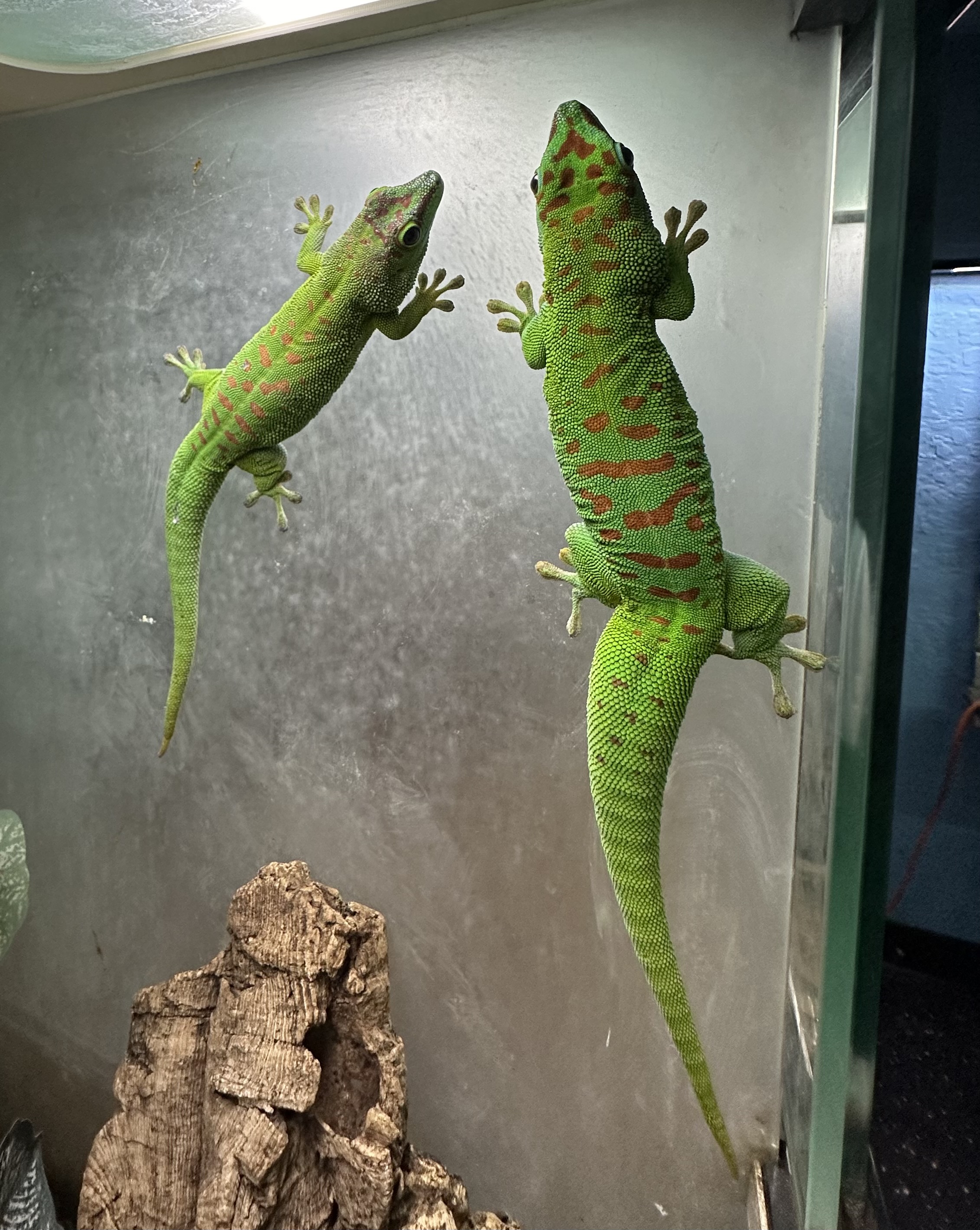 Giant Day Gecko Pair