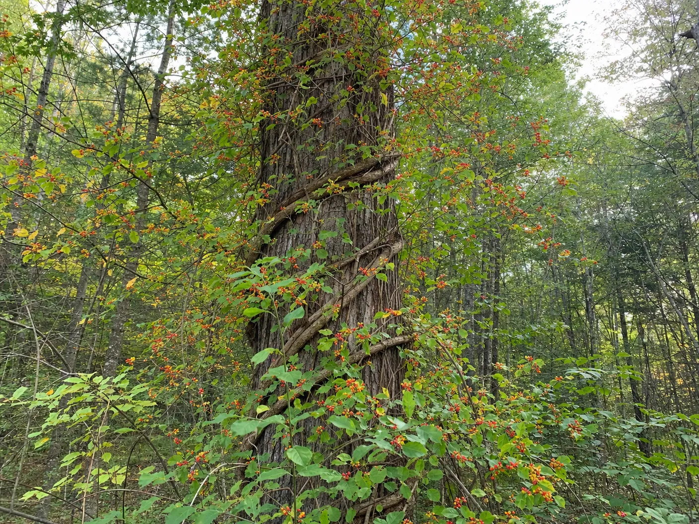 Asiatic bittersweet vine wrapping around and strangling a mature tree trunk with bright red berries in Southern Maine forest