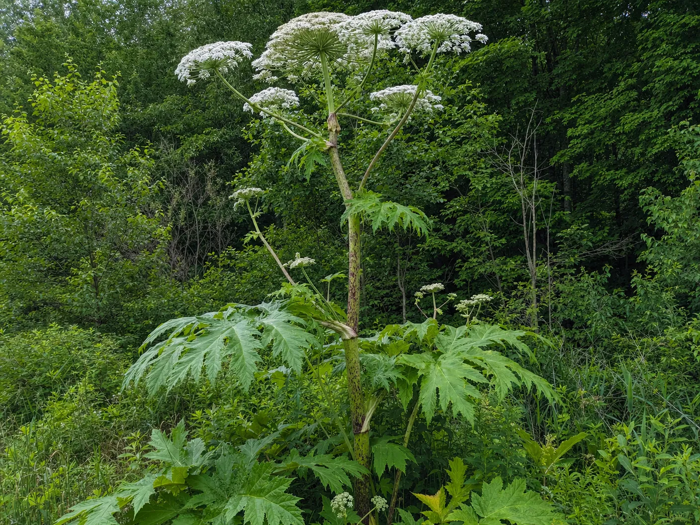 Giant hogweed growing to 14 feet tall with massive white umbrella-shaped flower clusters and thick stems with purple blotches in New England