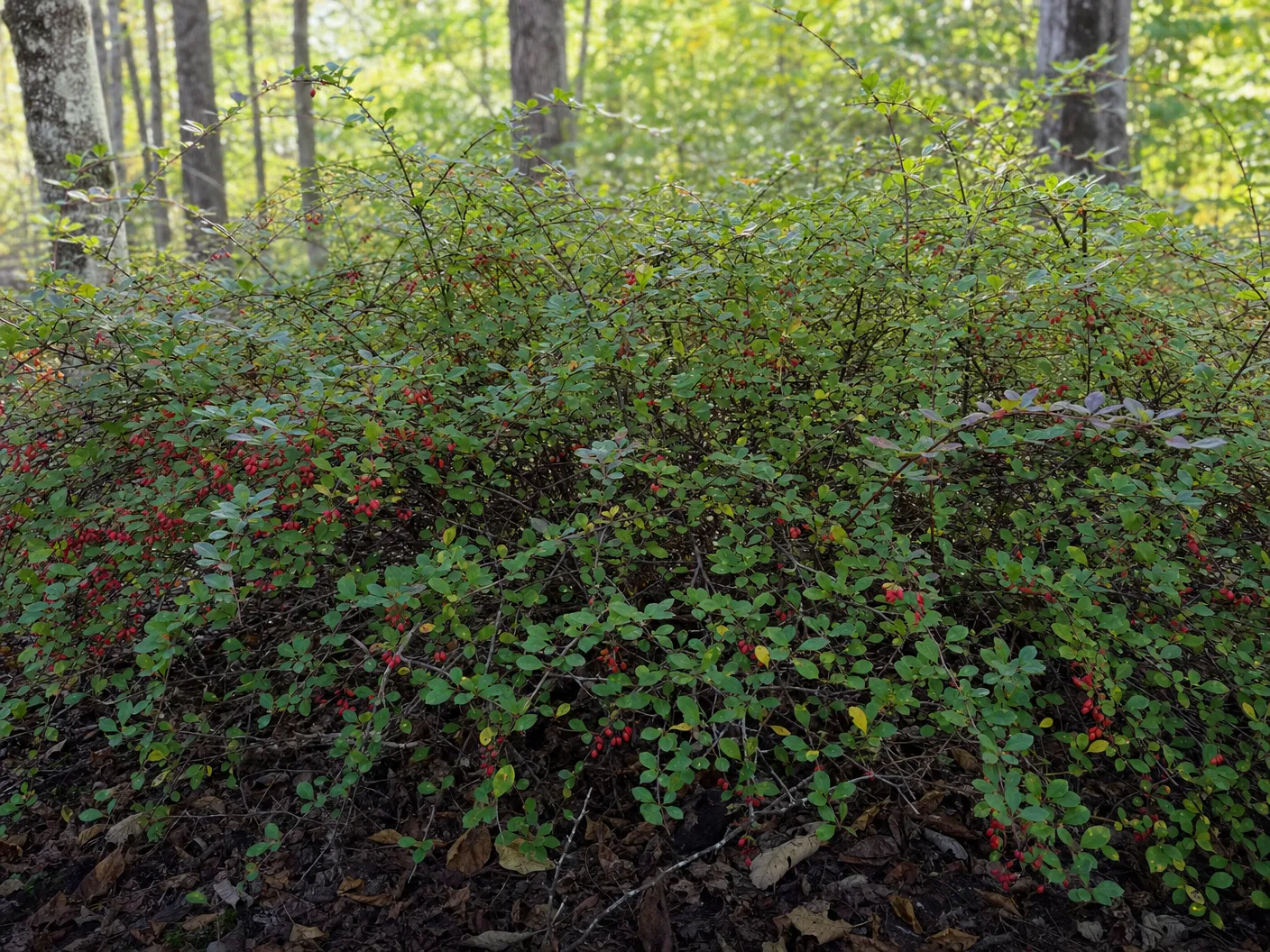 Japanese barberry identification showing dense thorny shrub with small oval leaves and bright red berries in Southern Maine woodland