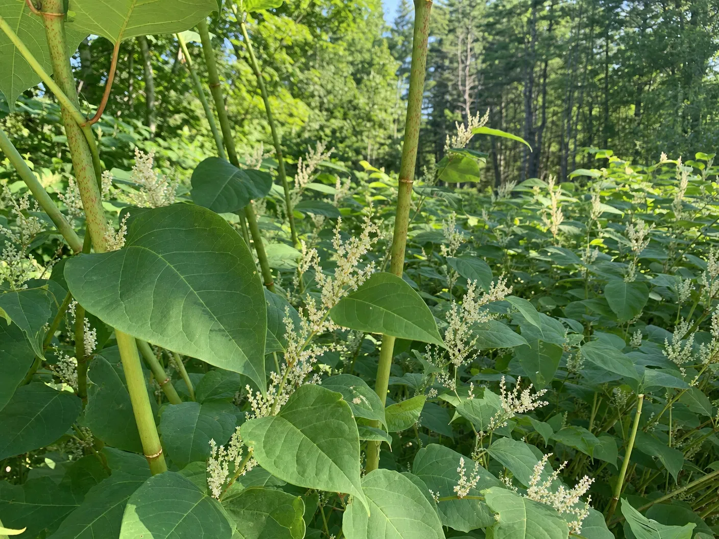 Japanese knotweed invasive species growing in Southern Maine property requiring professional removal