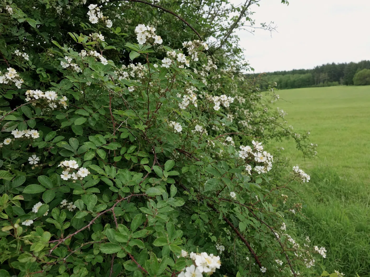 Multiflora rose forming dense thorny thicket with clusters of small white flowers at field edge in Southern Maine