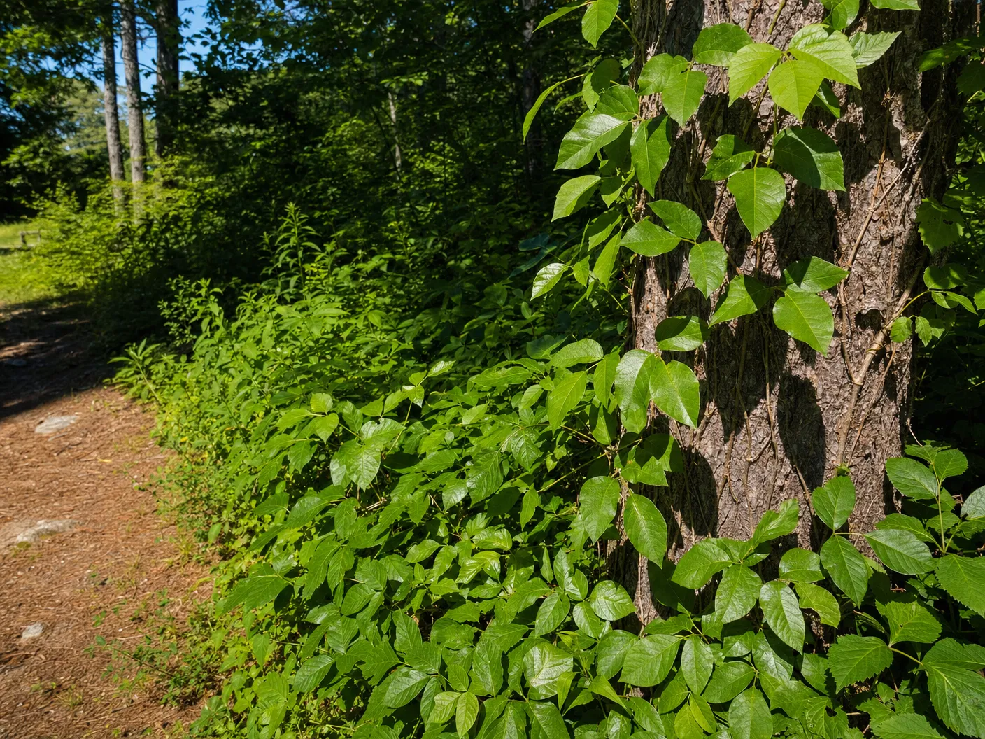 Poison ivy identification showing compound leaves of three glossy green leaflets climbing a tree trunk in Southern Maine