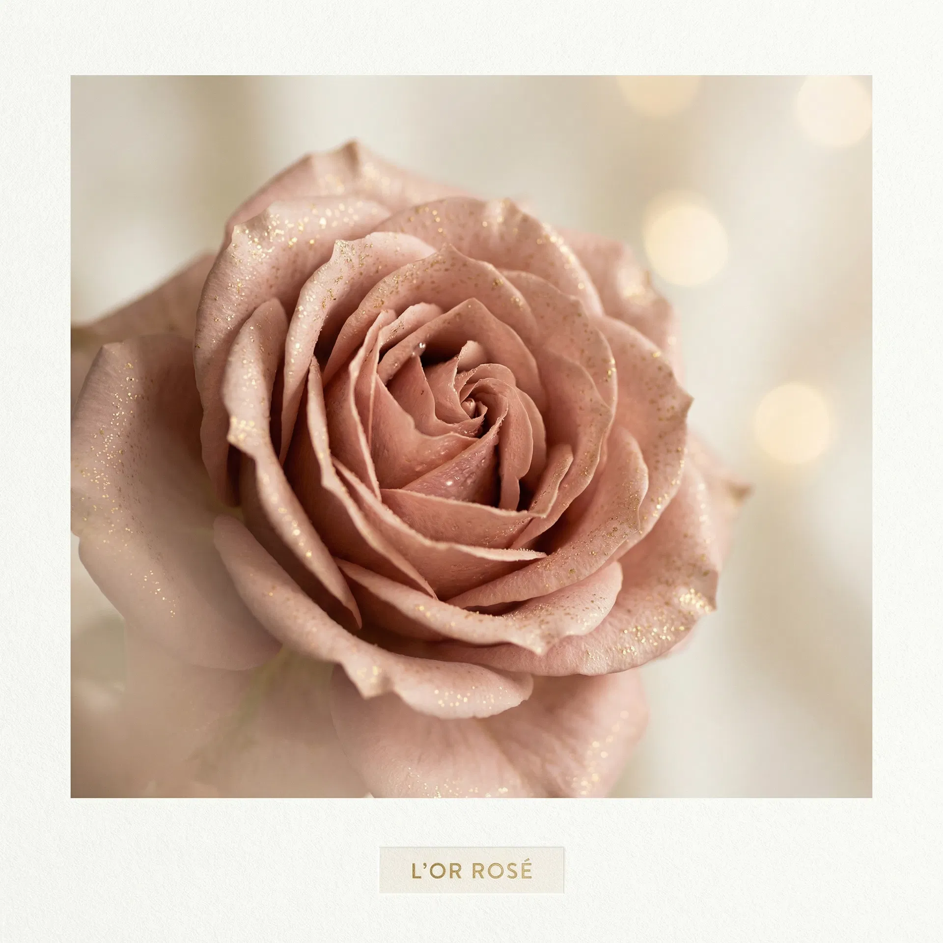 Rose — symbol of Semilla de Mujer