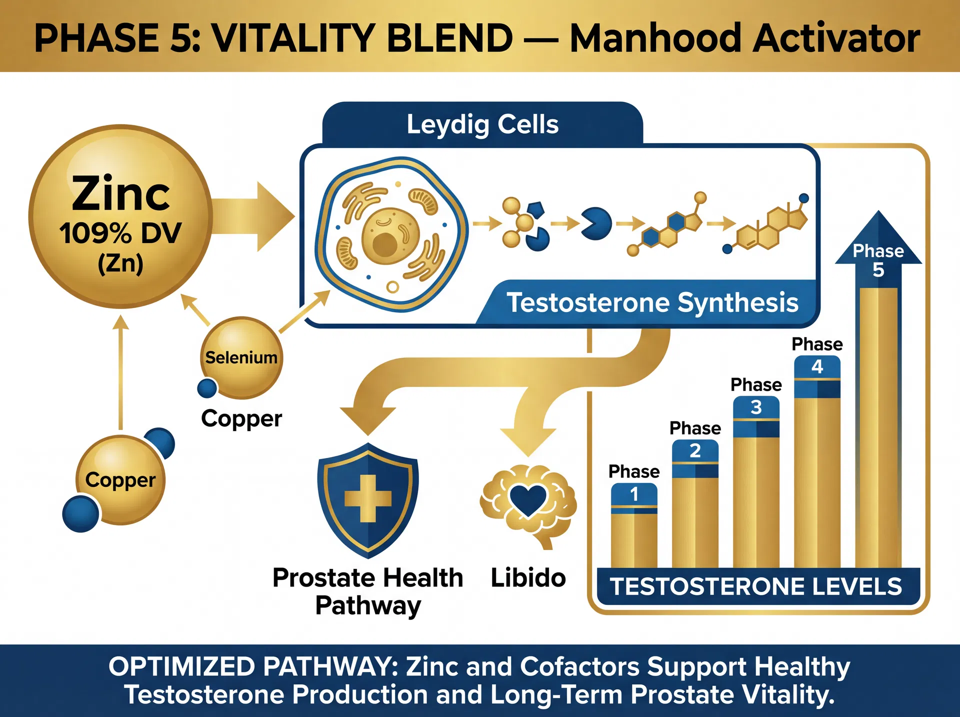 Phase 5: The "Manhood Activator" scientific mechanism diagram