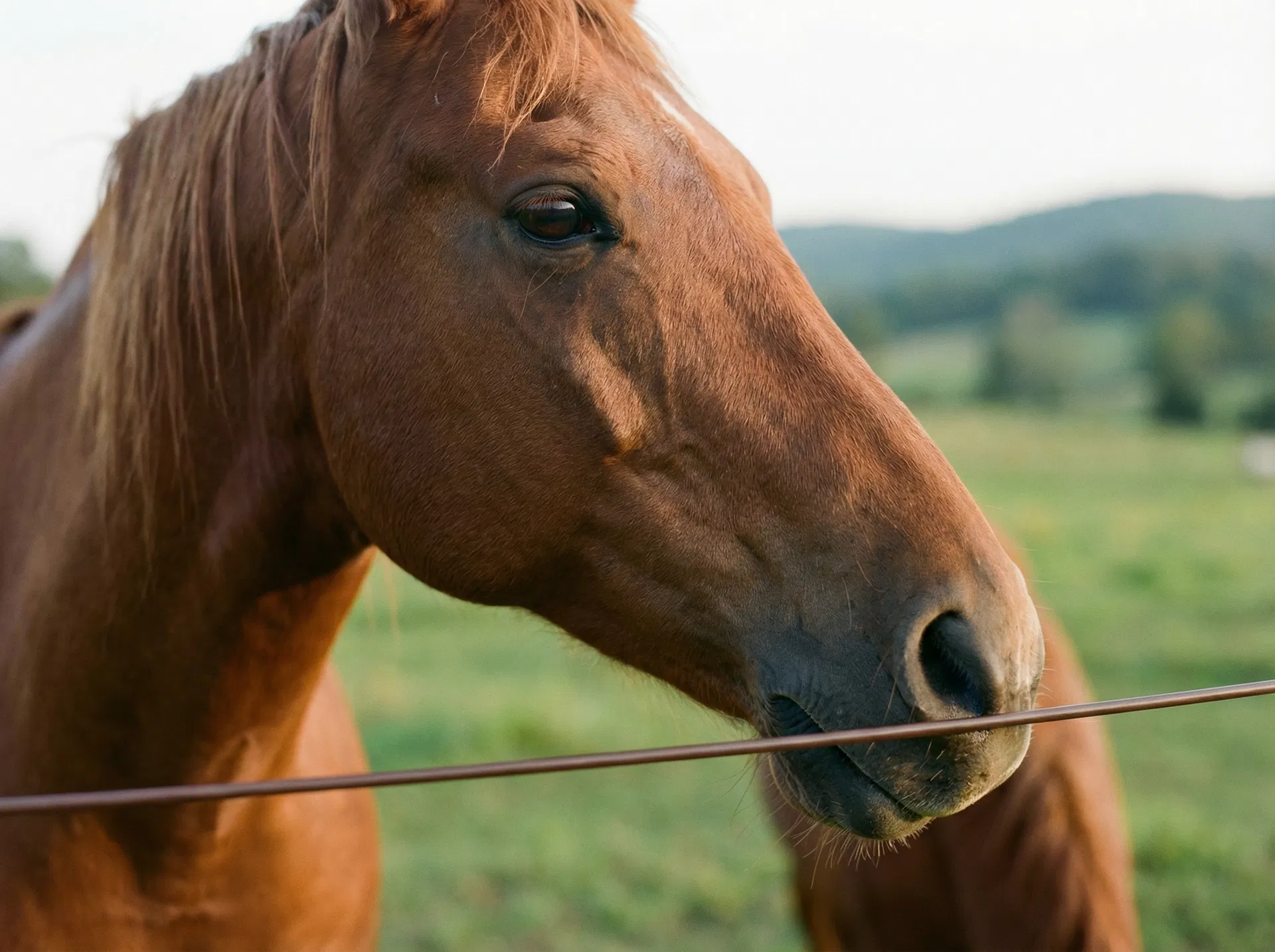 Horse safely behind Cameo fence