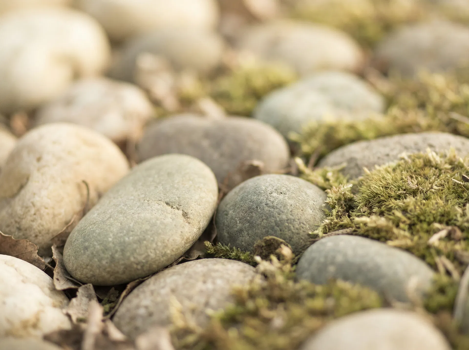 Nervous System Reset