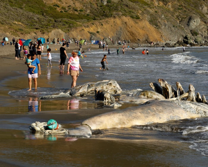 Gray whales, once rare in San Francisco Bay, dying there at alarming rates