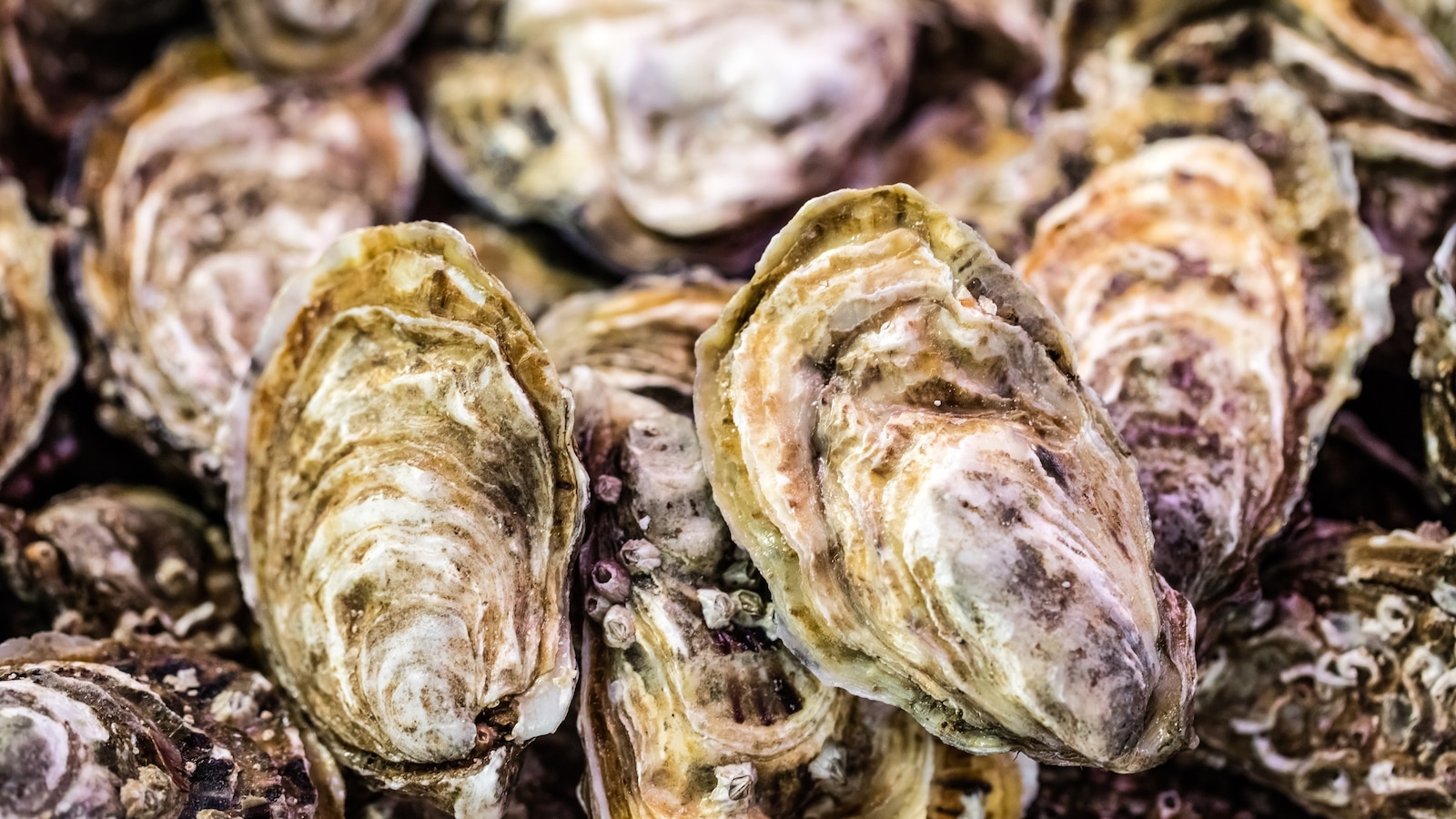 Oysters, clams sent to 9 states could be contaminated with norovirus, FDA warns