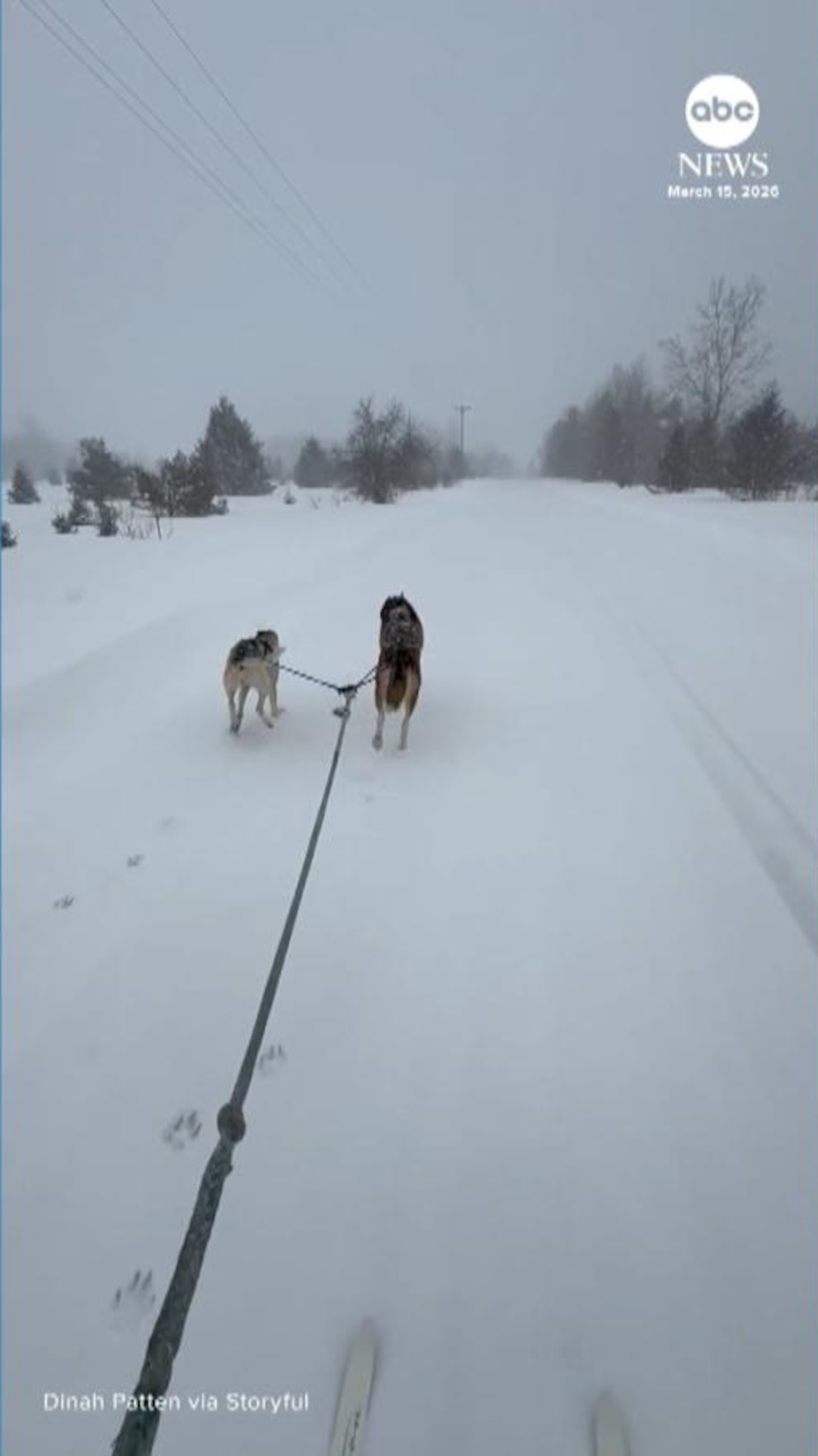 WATCH: Woman gets towed on skis by dogs amid blizzard